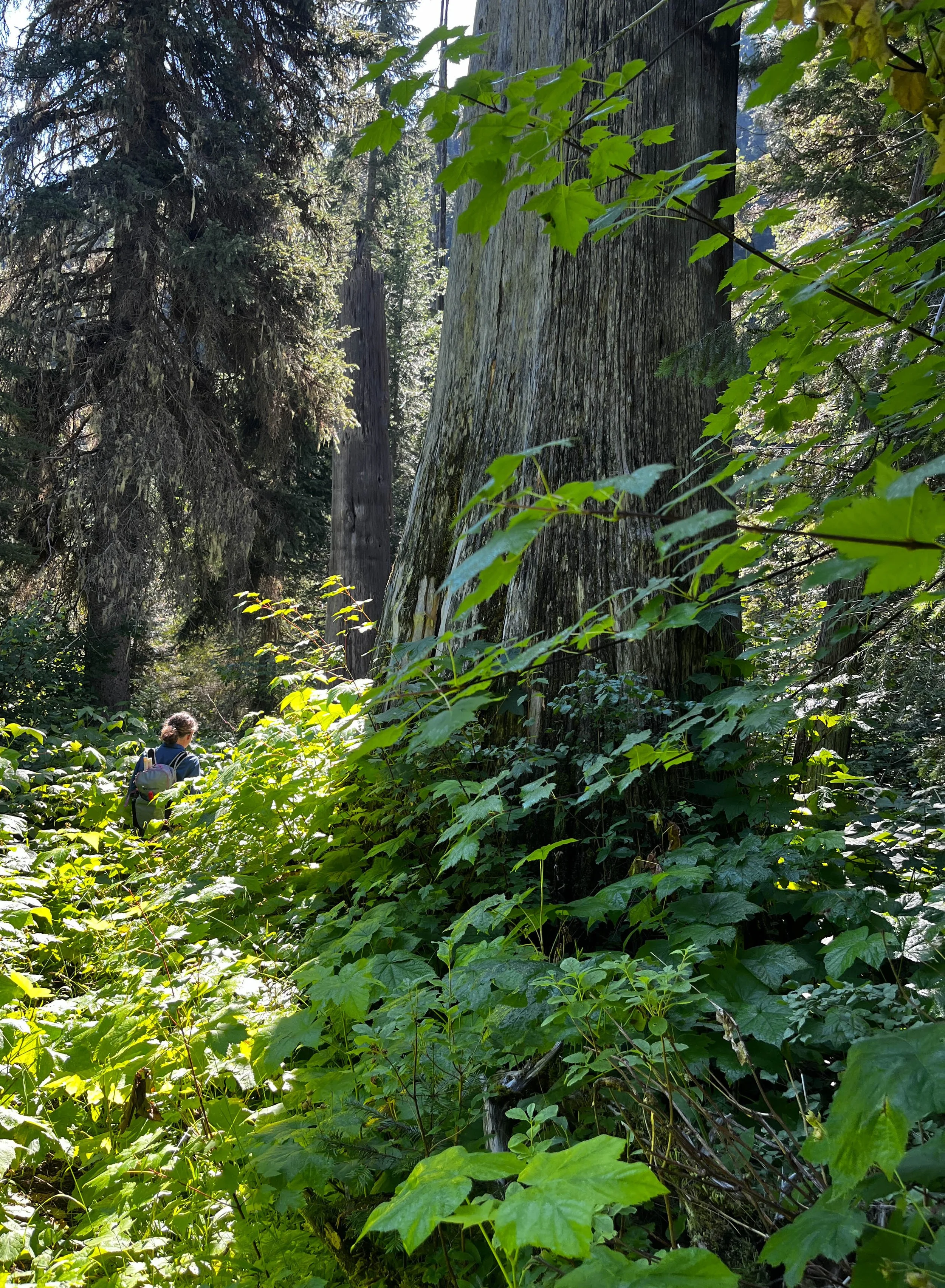 Trail Tree.jpg