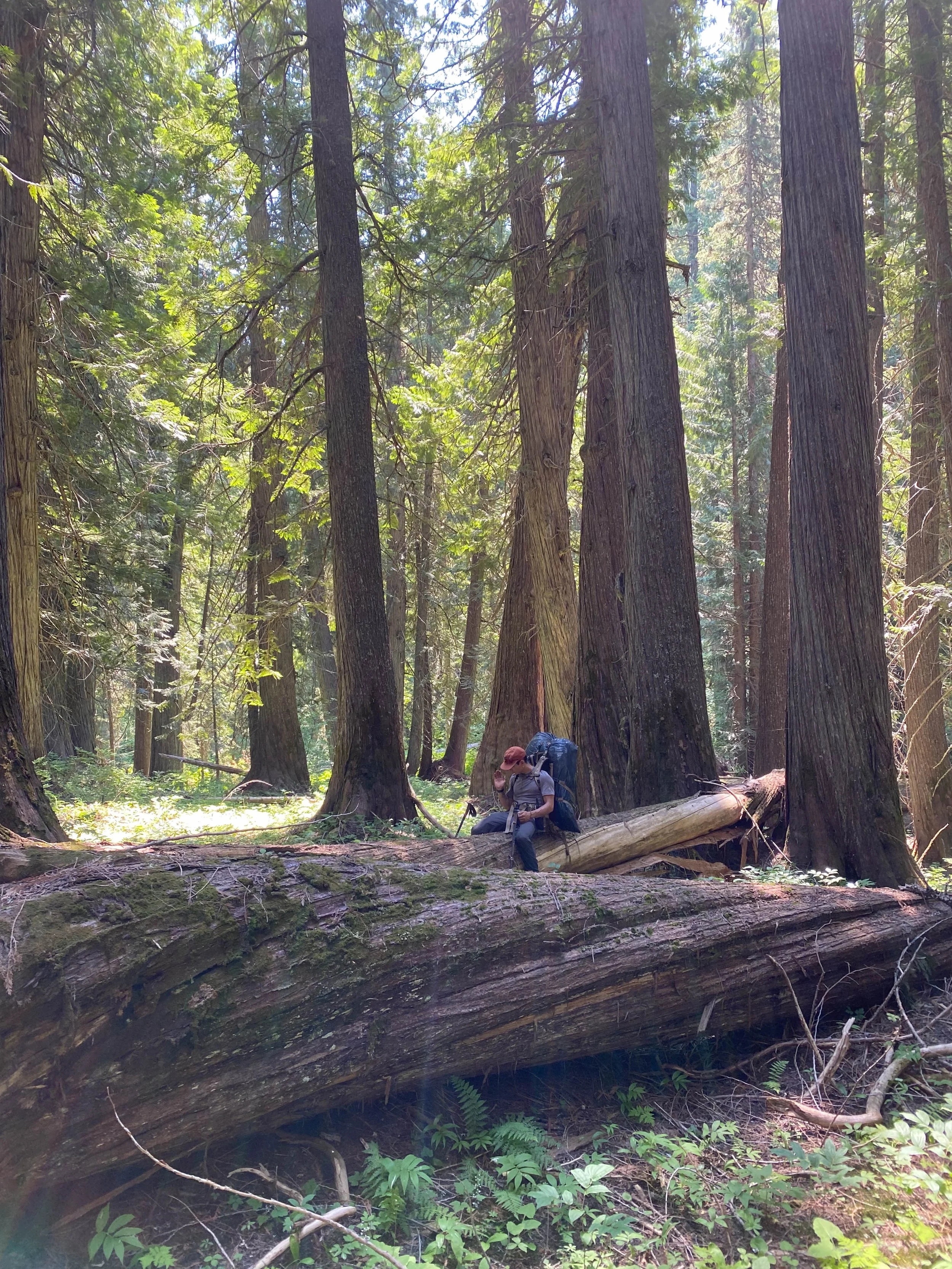 Josh Huge Trees.jpg