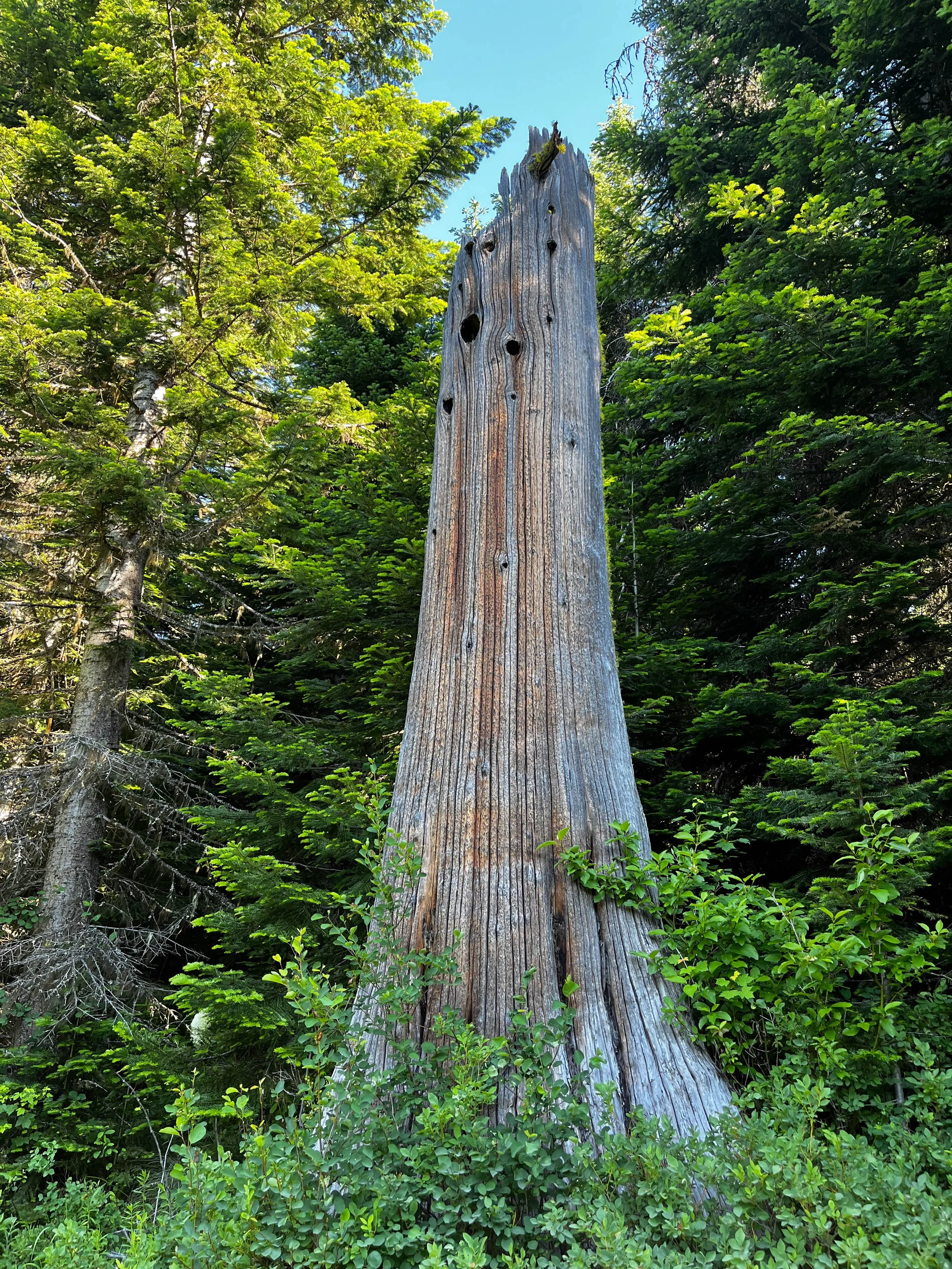 old cedar.jpg