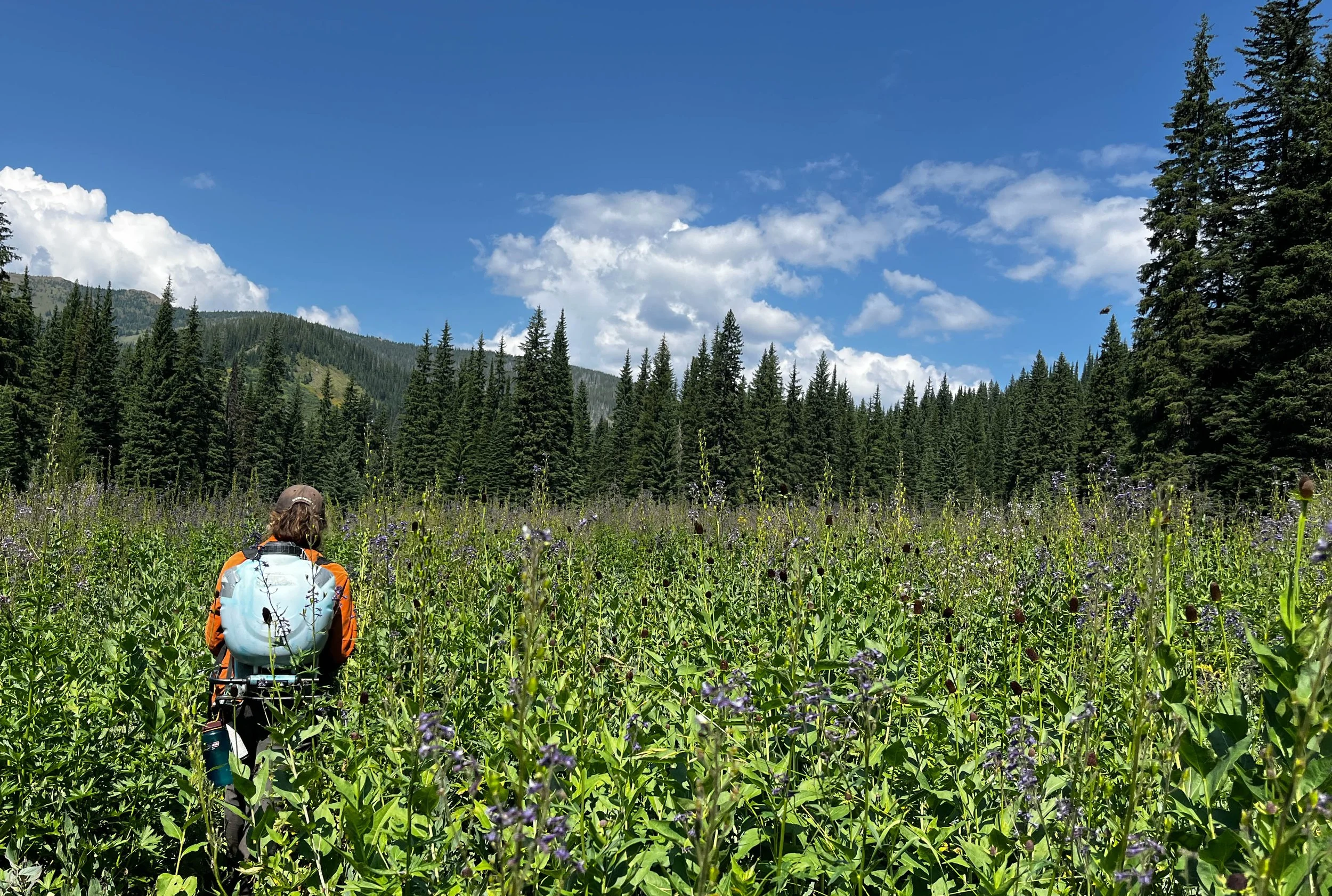 Meadow Spray.jpg