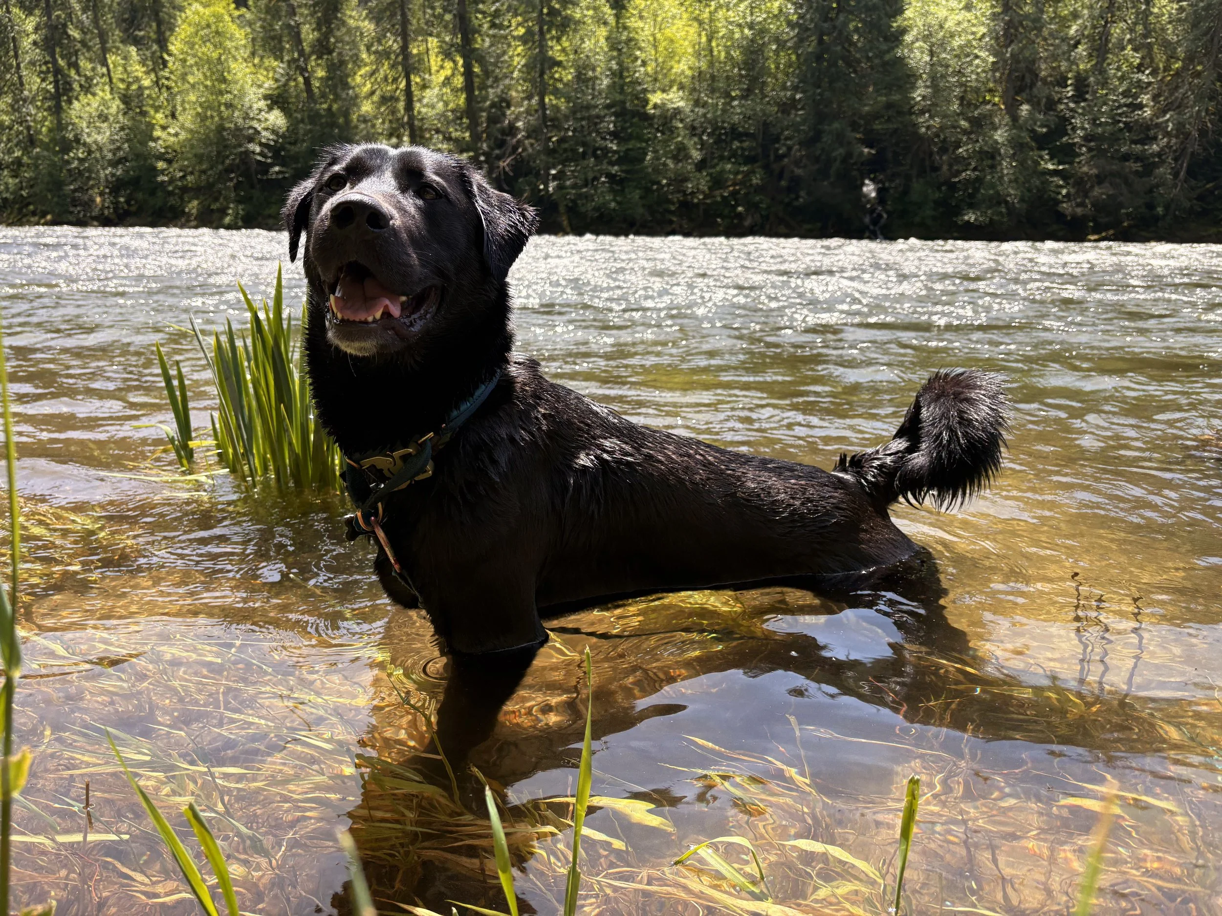 The Great Burn: By a Dog