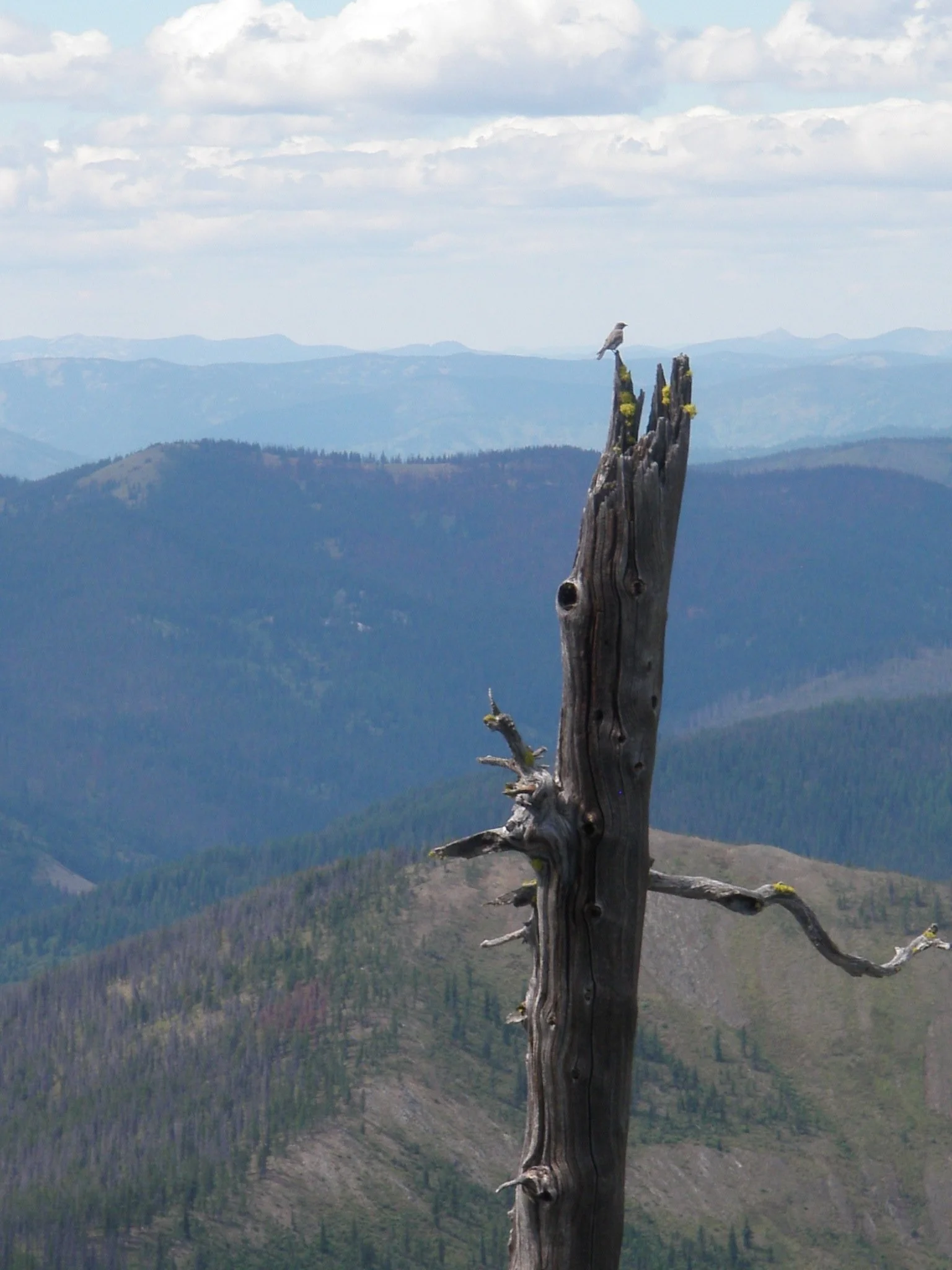 Canyon Creek Restoration Inventory