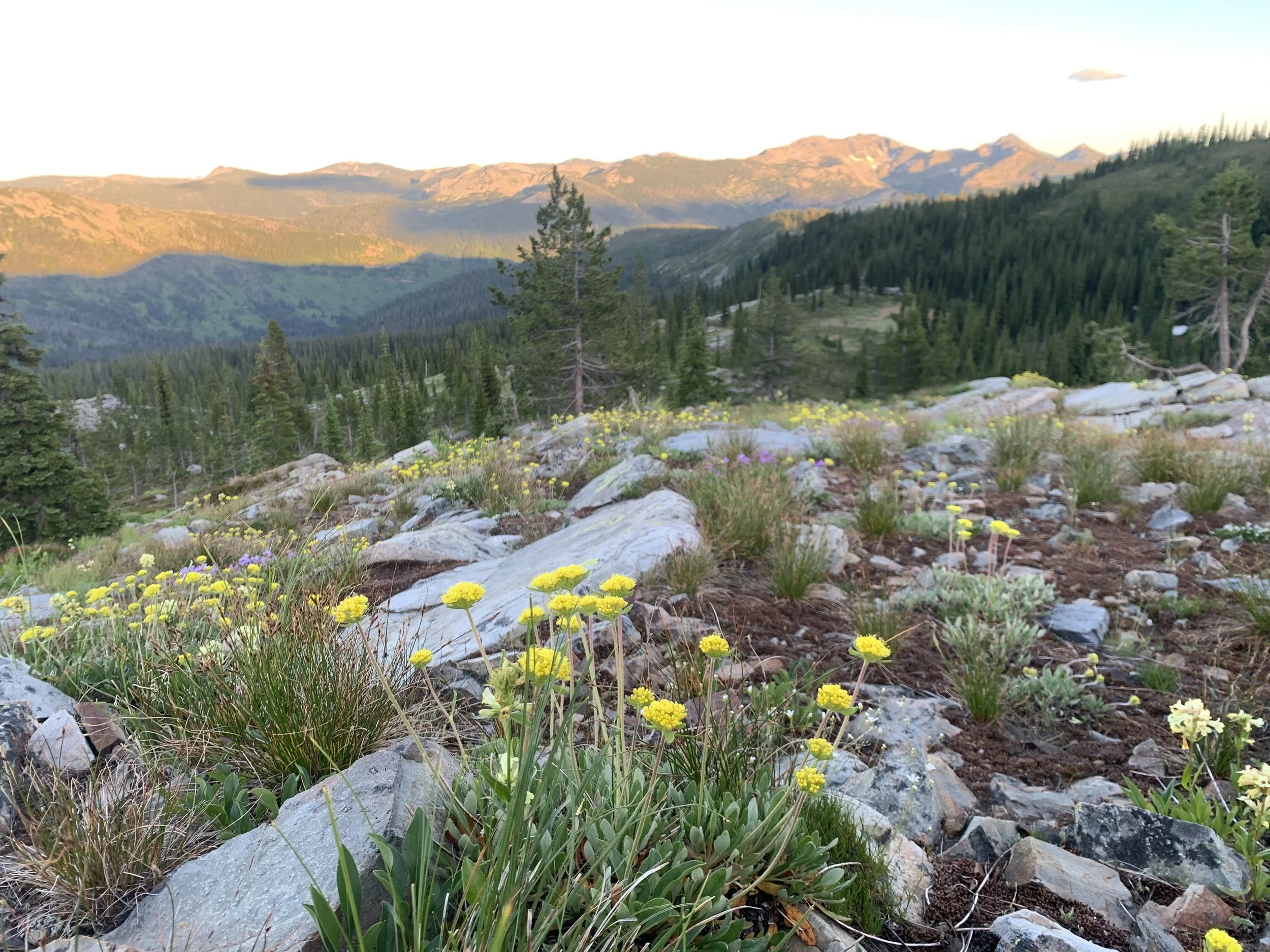 NEWS RELEASE: Lawsuit Challenges New U.S. Forest Service Plan for Nez Perce-Clearwater Forests
