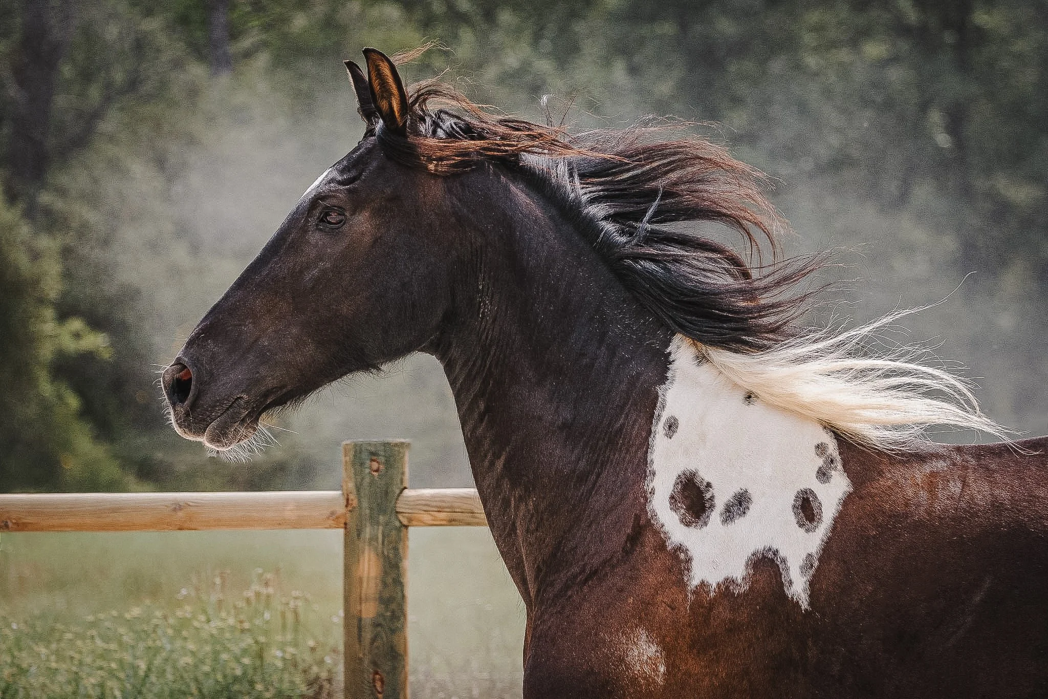 Chevaux