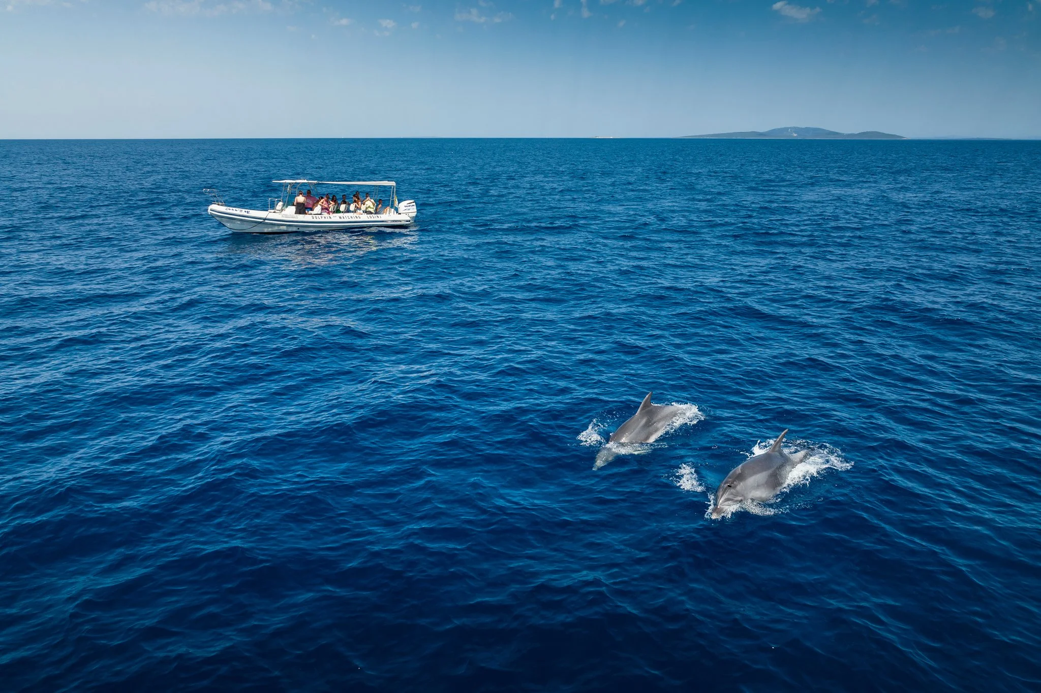 A boat with people watching dolphins swimming nearby in the ocean on a clear day.