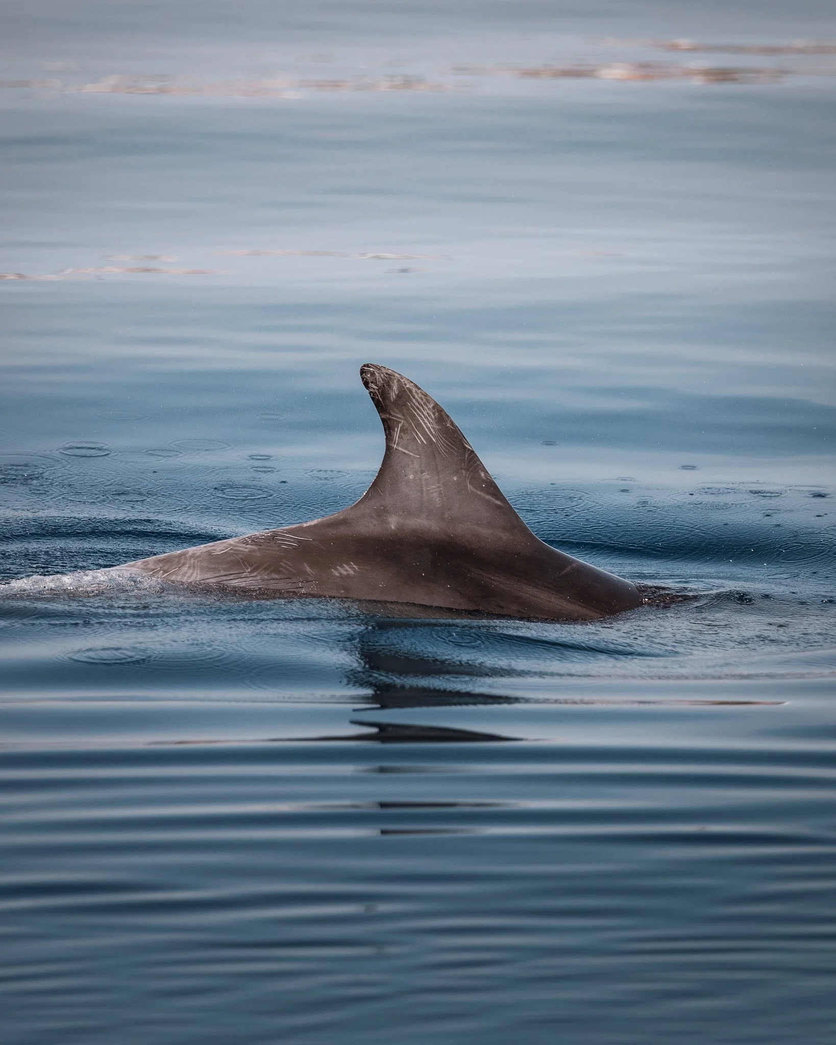 A dolphin's dorsal fin protruding from calm ocean water with gentle ripples, and a clear sky reflected on the water's surface.