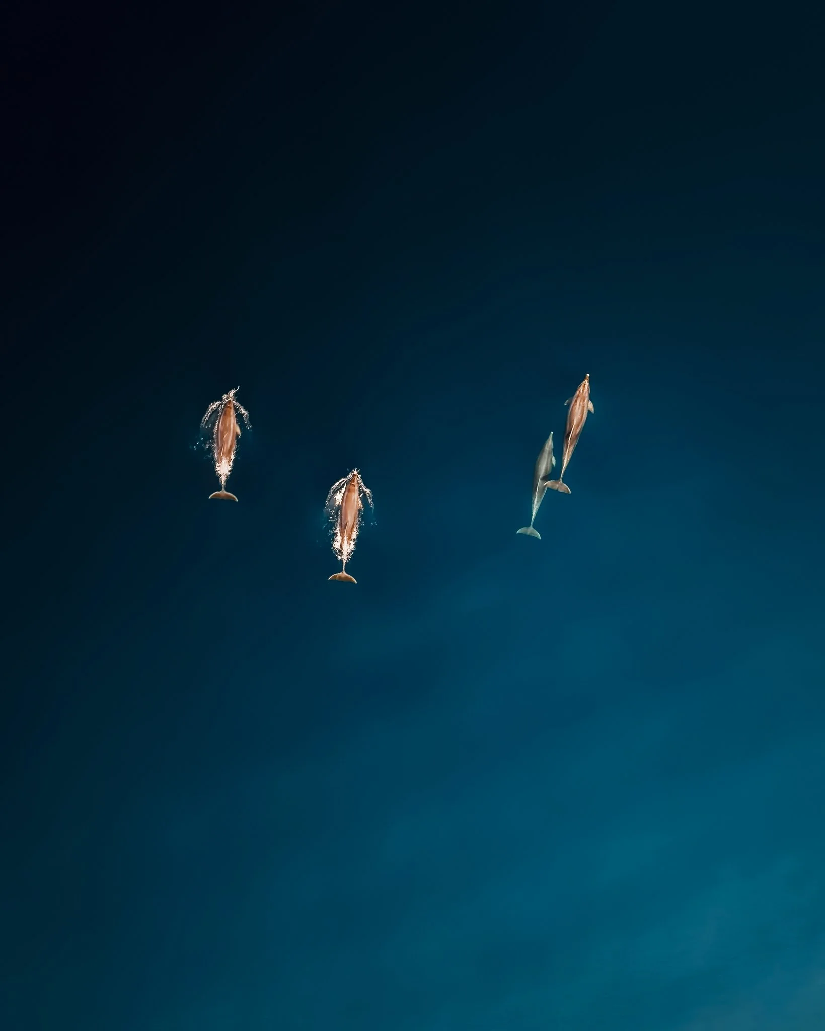 Four dolphins jumping out of the water against a dark blue sky.