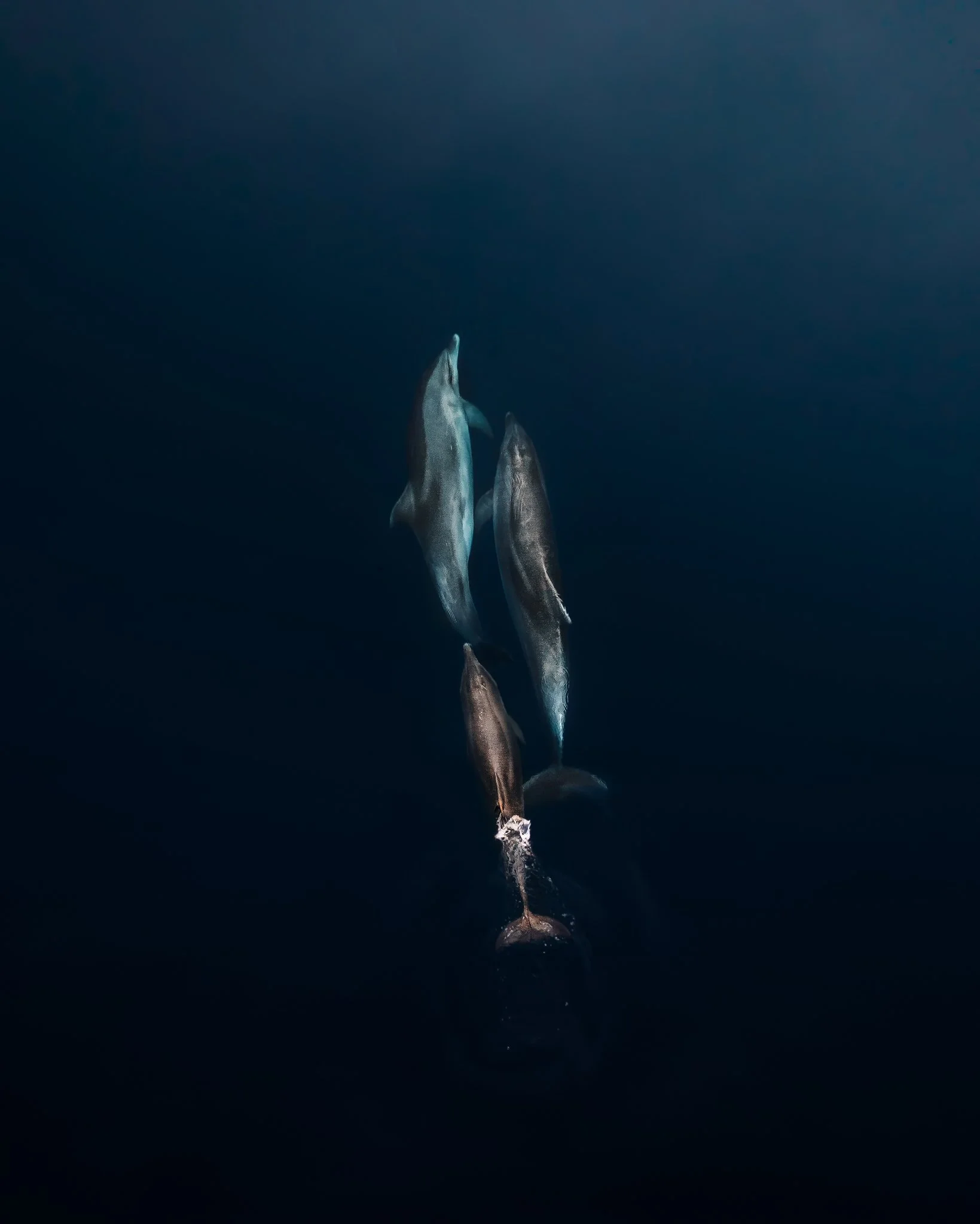 Two dolphins swimming side by side underwater in deep blue water.