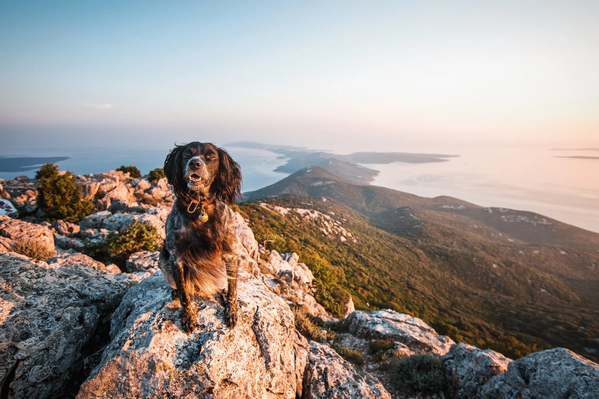 A black and tan dog sitting on rocky terrain with a scenic view of mountains, water, and sky during sunset.
