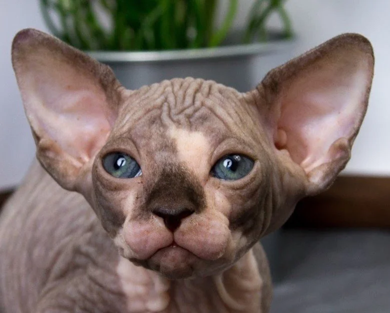Close-up of a hairless Sphynx cat with large ears and blue eyes.
