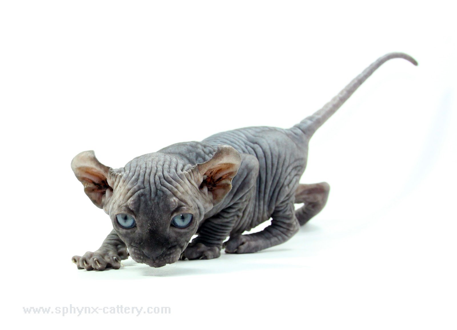 A hairless kitten with blue eyes and wrinkled skin crouched on a white surface.