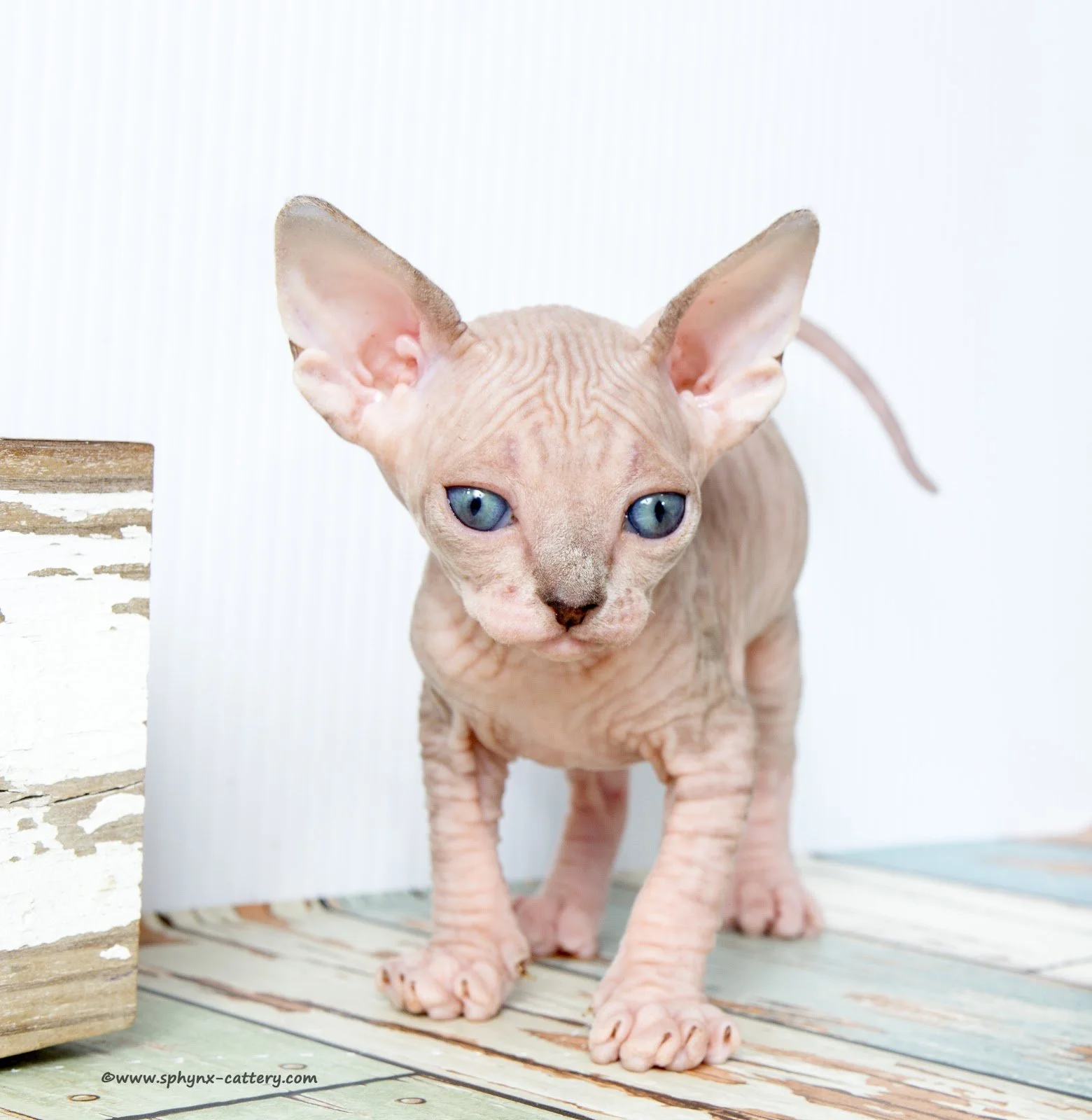 ChocoMinkTabby8.jpg
