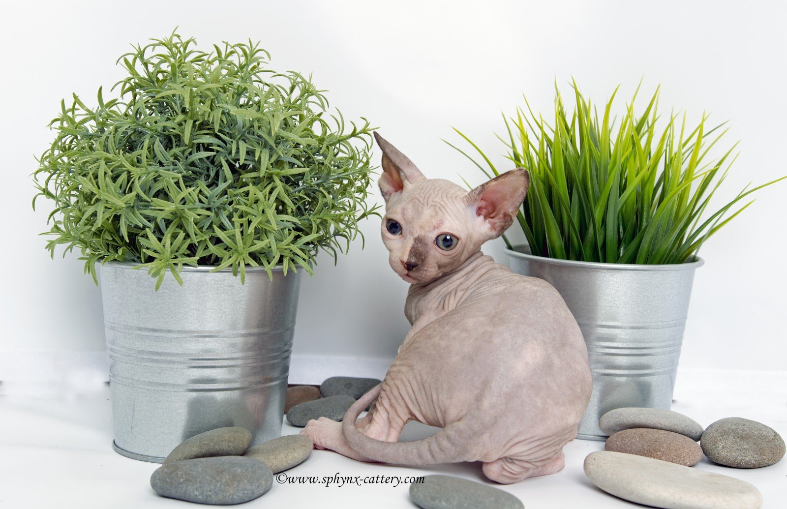 A hairless Sphynx cat sitting between two potted green plants on a white background, with smooth stones surrounding them.