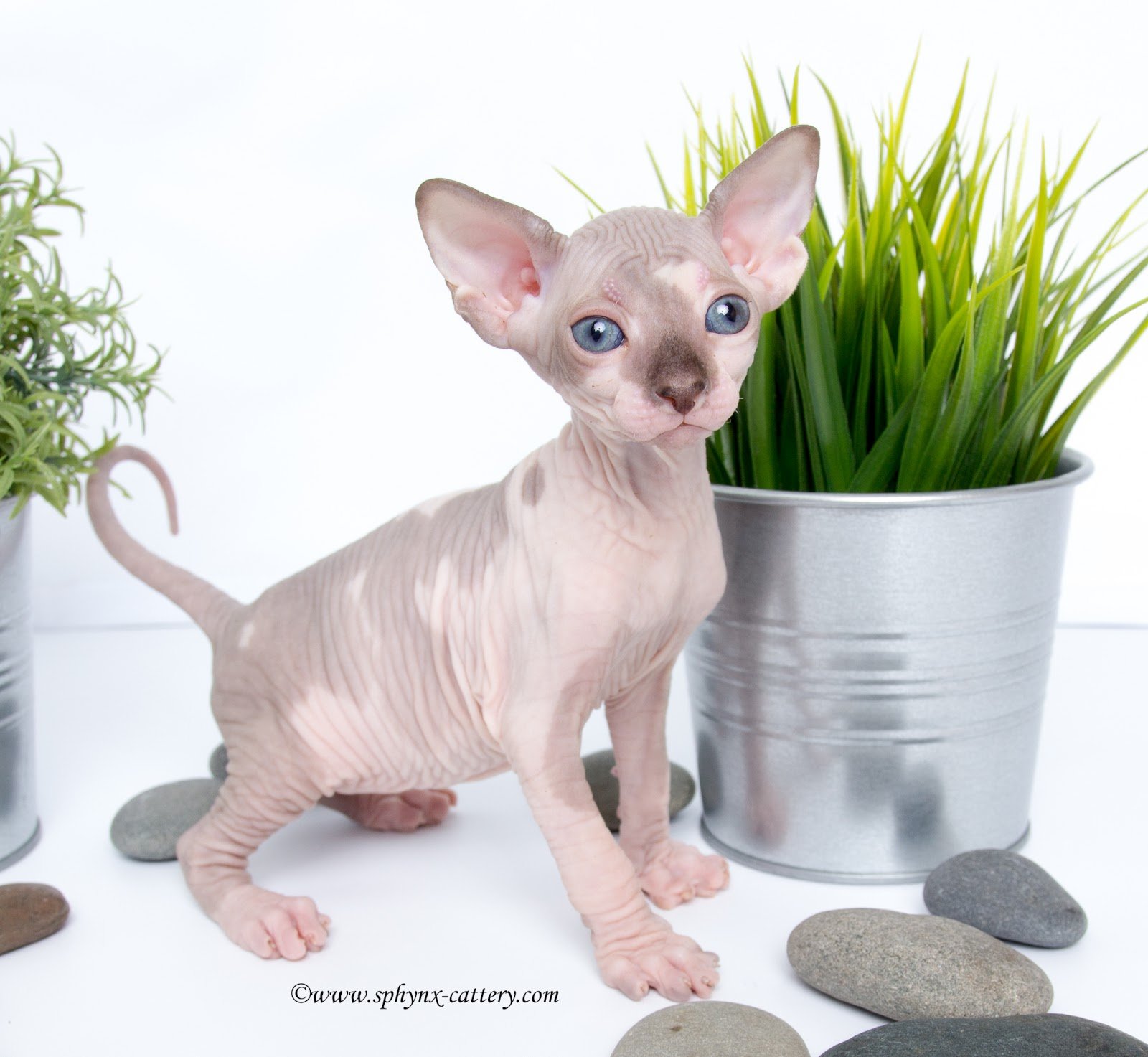 Sphynx cat with blue eyes sitting next to a potted plant with green grass and gray stones on a white background.