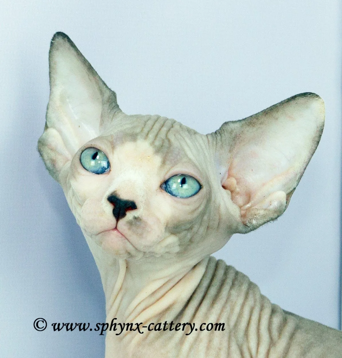 Close-up of a Sphynx cat with large ears, light skin, and blue eyes against a white background.