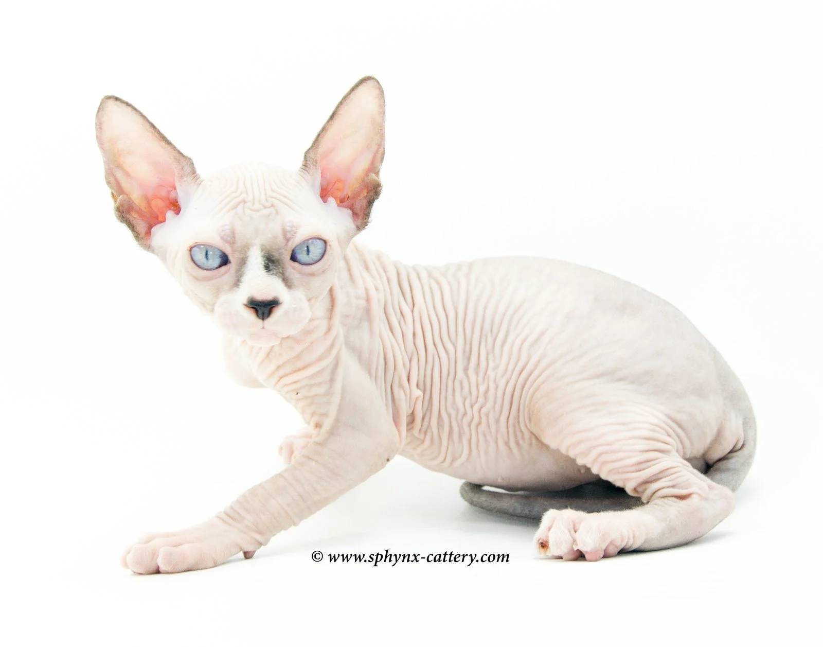 A hairless Sphynx cat with blue eyes resting on a white background.