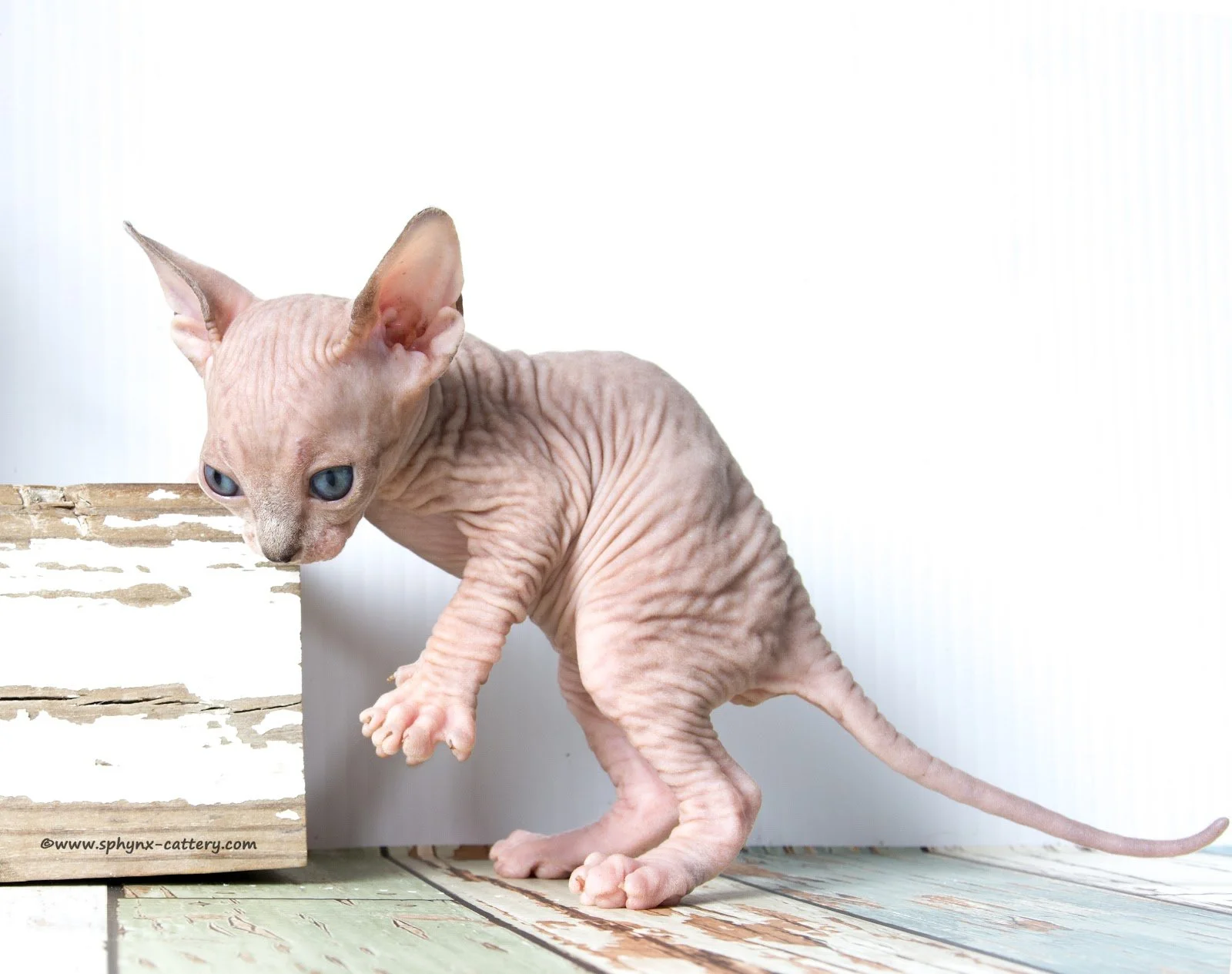 ChocoMinkTabby17.jpg