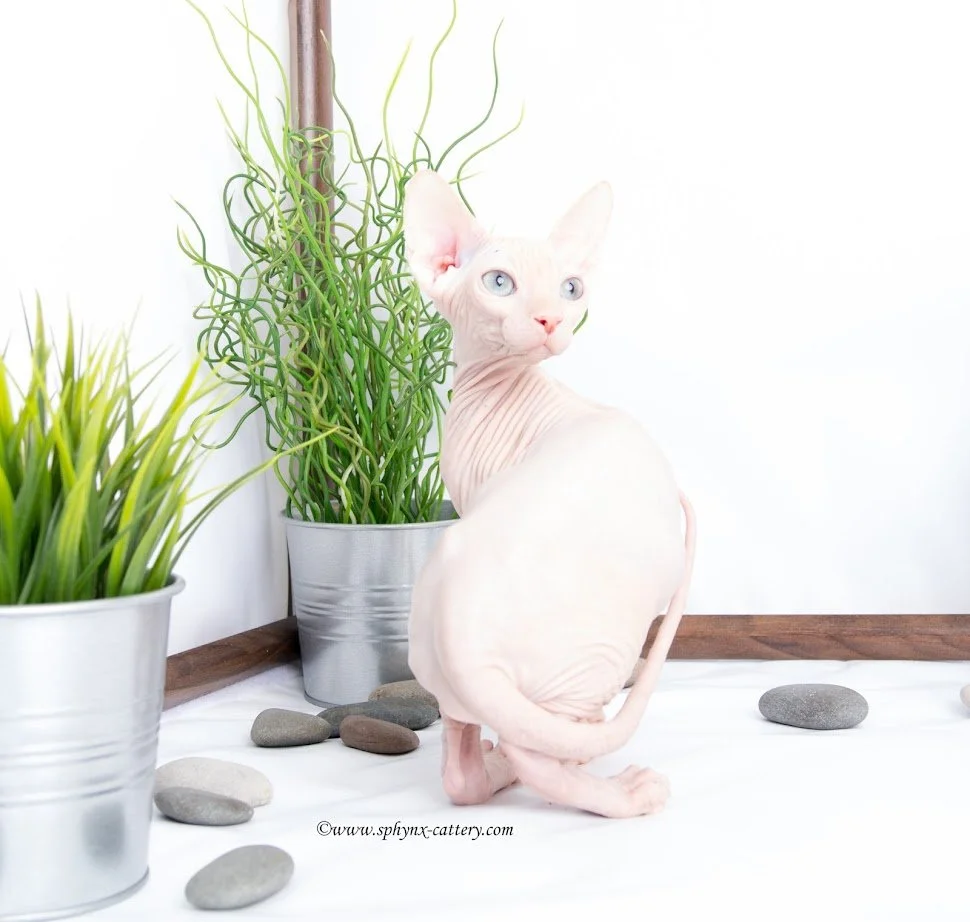 A hairless Sphynx cat with blue eyes sitting on a white surface, next to two potted plants and smooth stones, against a white background.
