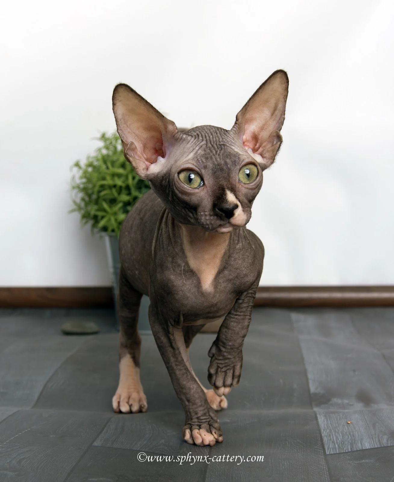 A hairless Sphynx cat walking indoors on a dark tiled floor, with a potted green plant in the background.