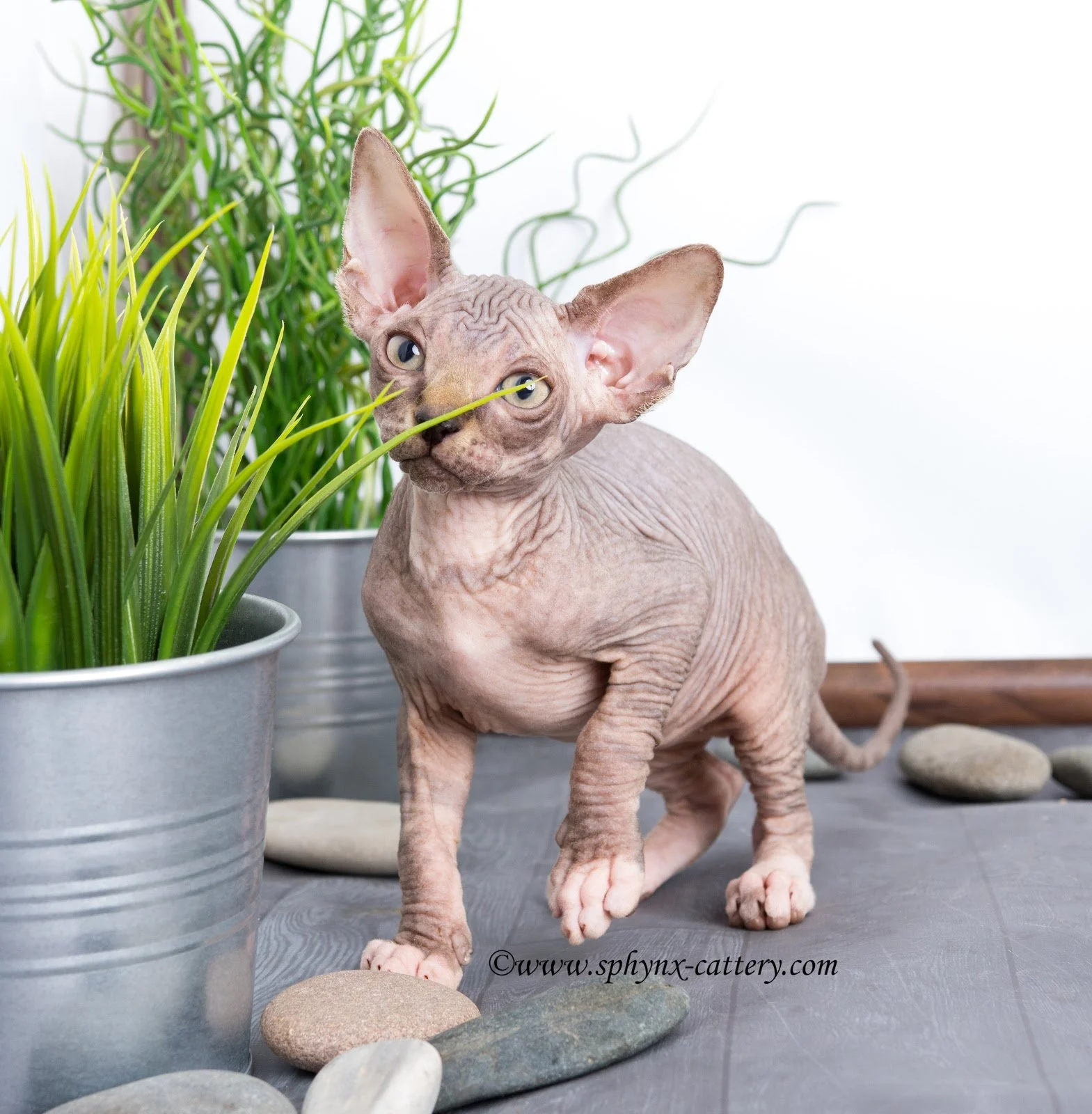 A sphynx cat with large ears and wrinkled skin standing on a gray surface surrounded by potted plants and smooth stones.