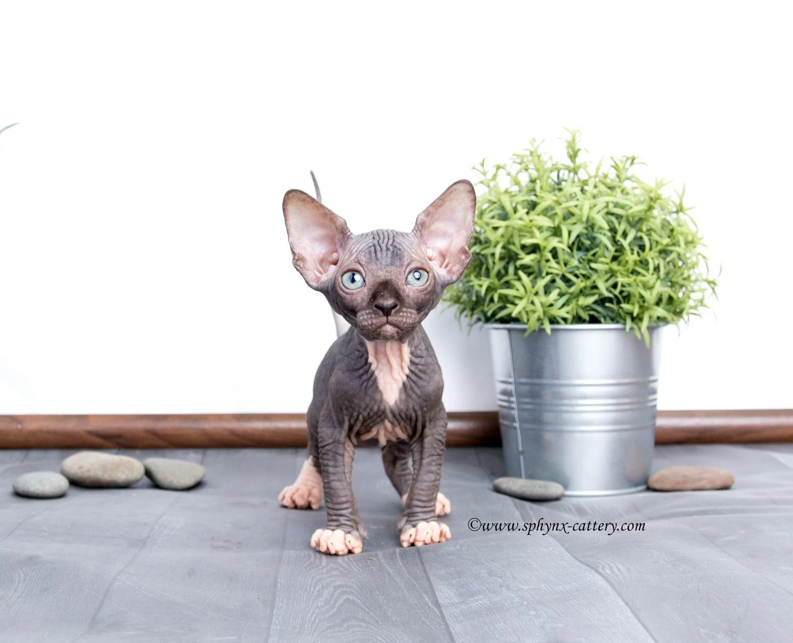 A hairless Sphynx kitten with large ears and blue eyes standing on a tiled floor next to a potted green plant and decorative stones.