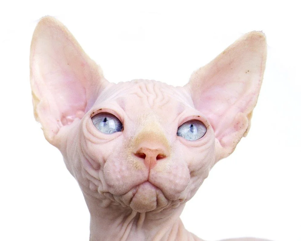 Close-up of a hairless Sphynx cat with blue eyes and large ears against a white background.