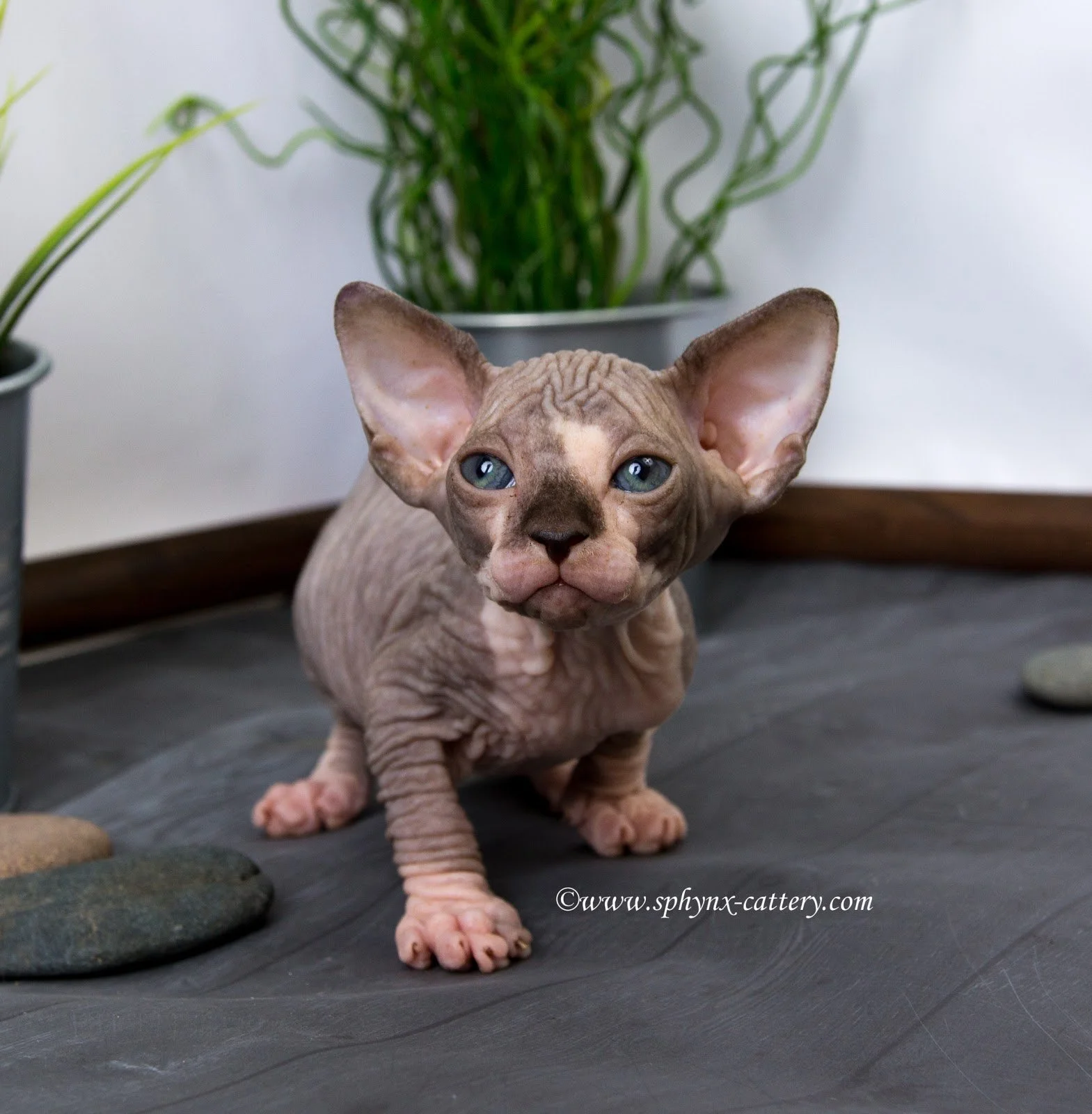 A Sphynx cat sitting on a dark wooden surface with plants in the background.