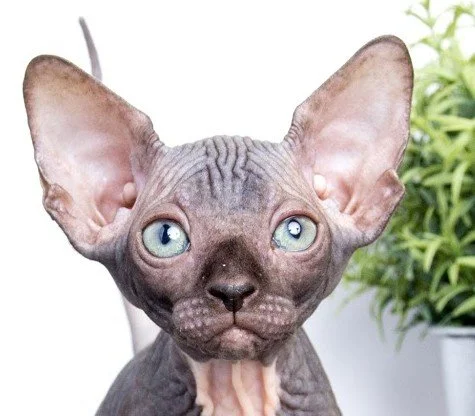 Close-up of a Sphynx cat with large ears and blue eyes, sitting next to a plant.