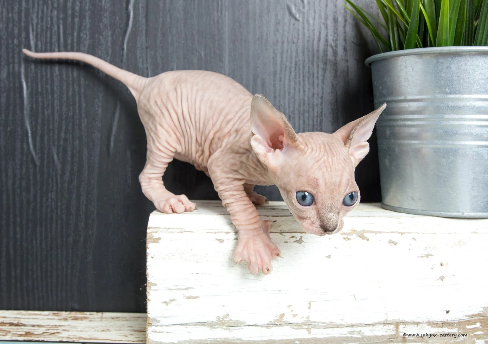 ChocoMinkTabby4.jpg