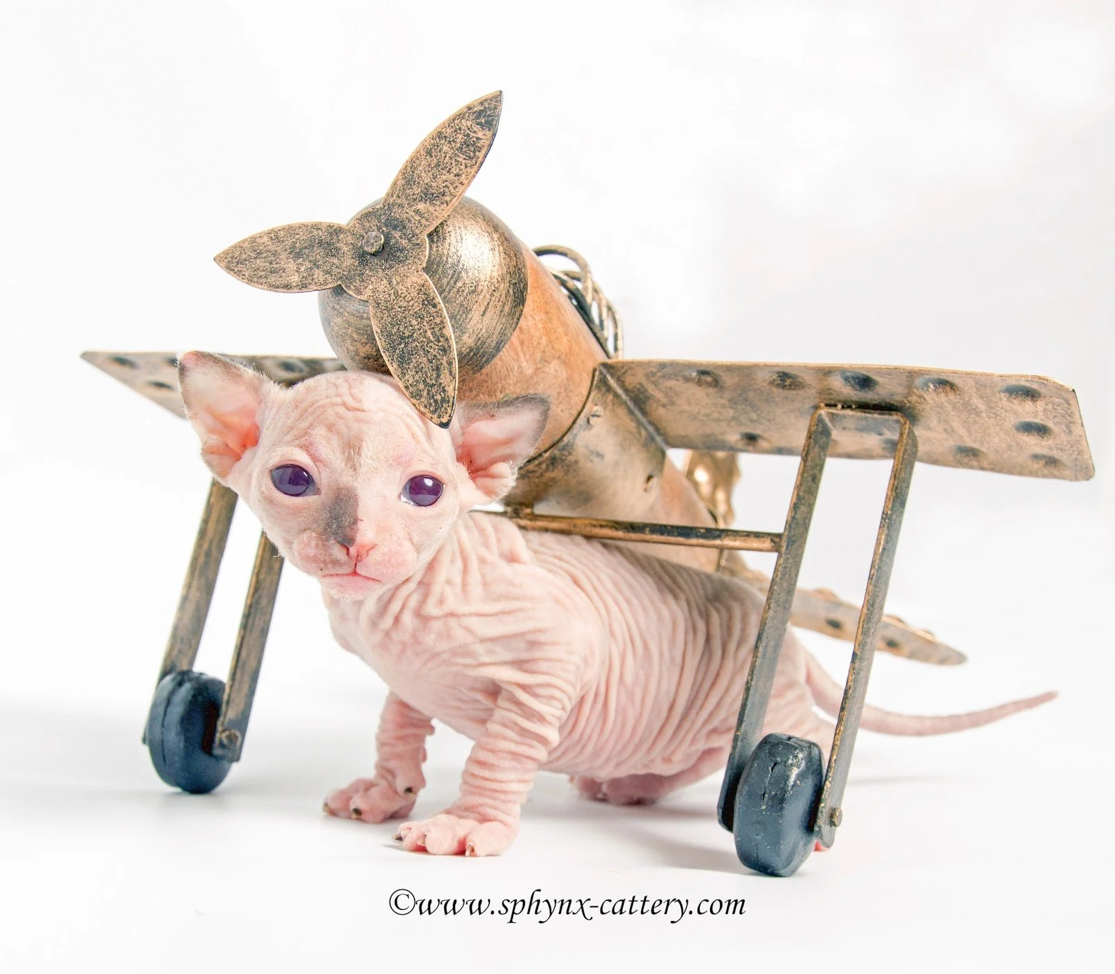 A hairless Sphynx cat with purple eyes sitting inside a vintage miniature airplane. The airplane is gold-colored with a propeller on the nose and is positioned on a white background.