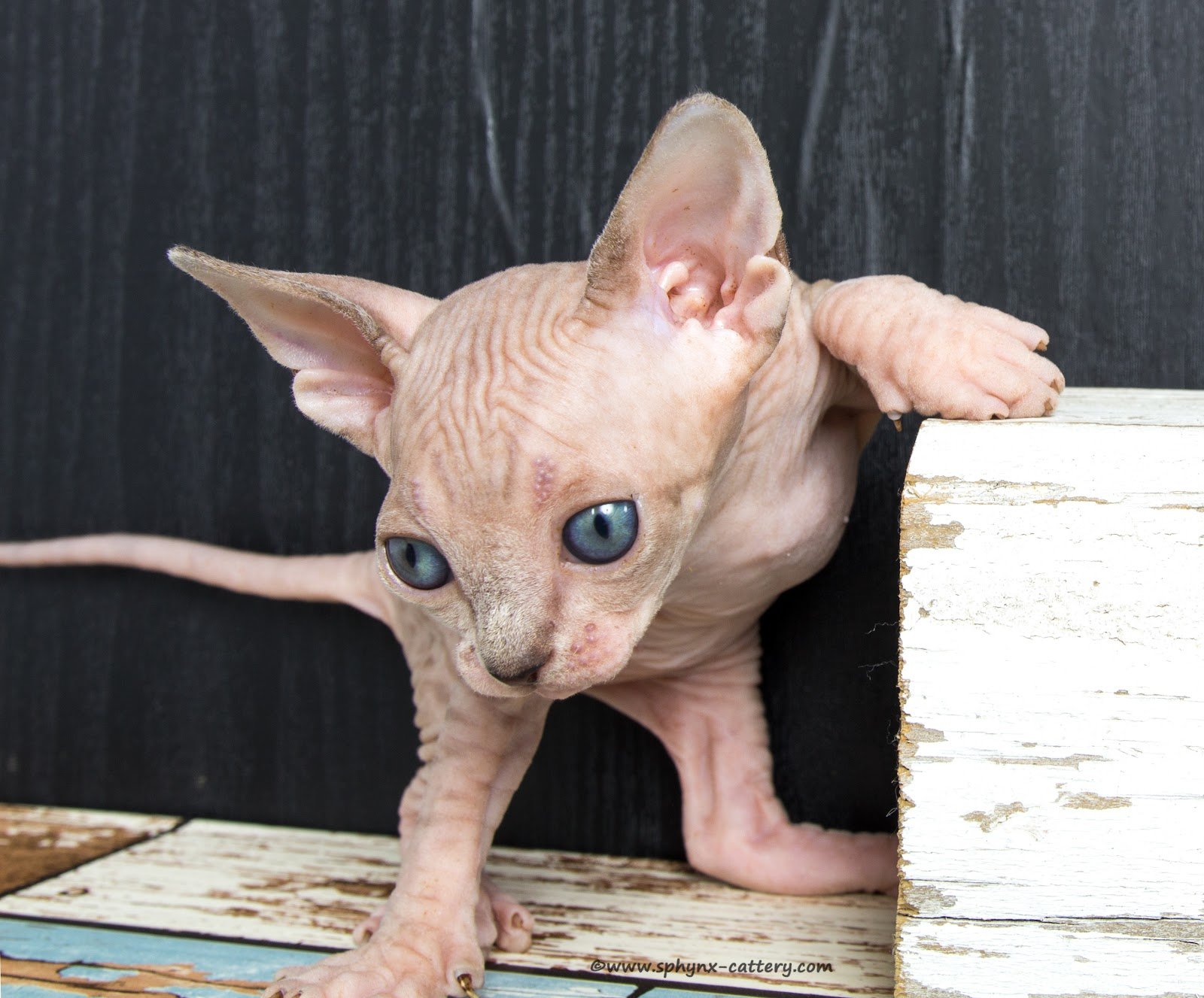 **SOLD**Chocolate Mink Tabby Female