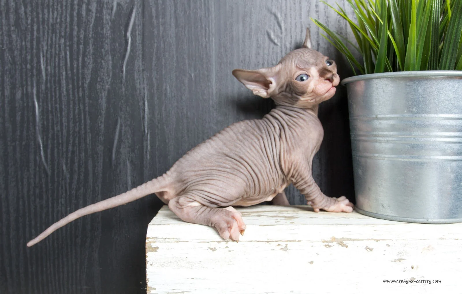 **SOLD**Chocolate and White Male
