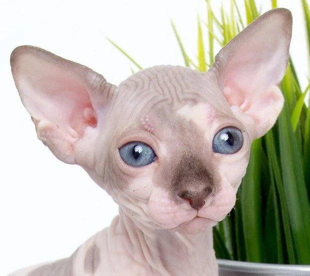 Close-up of a hairless Sphynx cat with blue eyes, large ears, and pinkish skin, with green plants in the background.