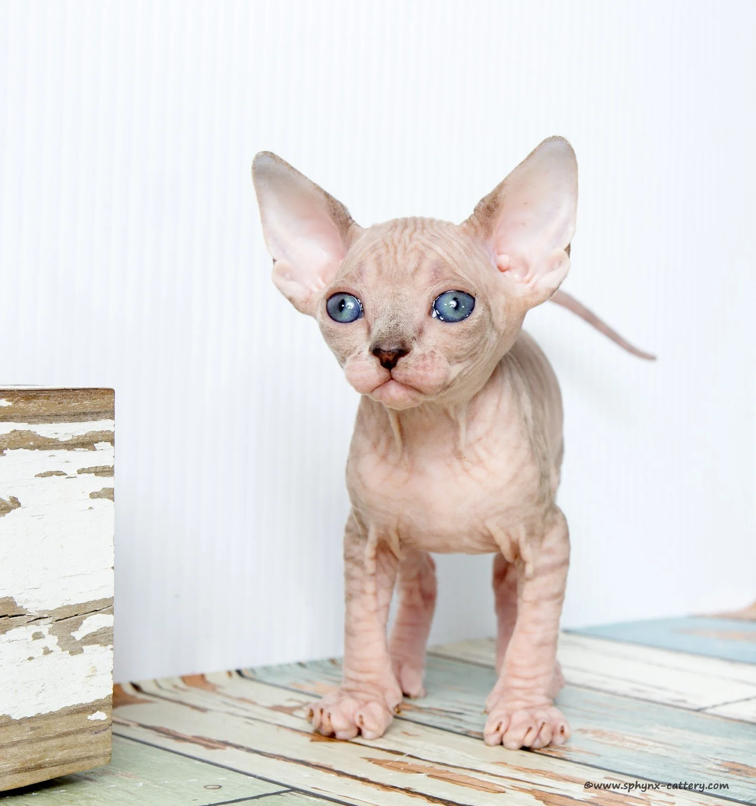 ChocoMinkTabby9.jpg