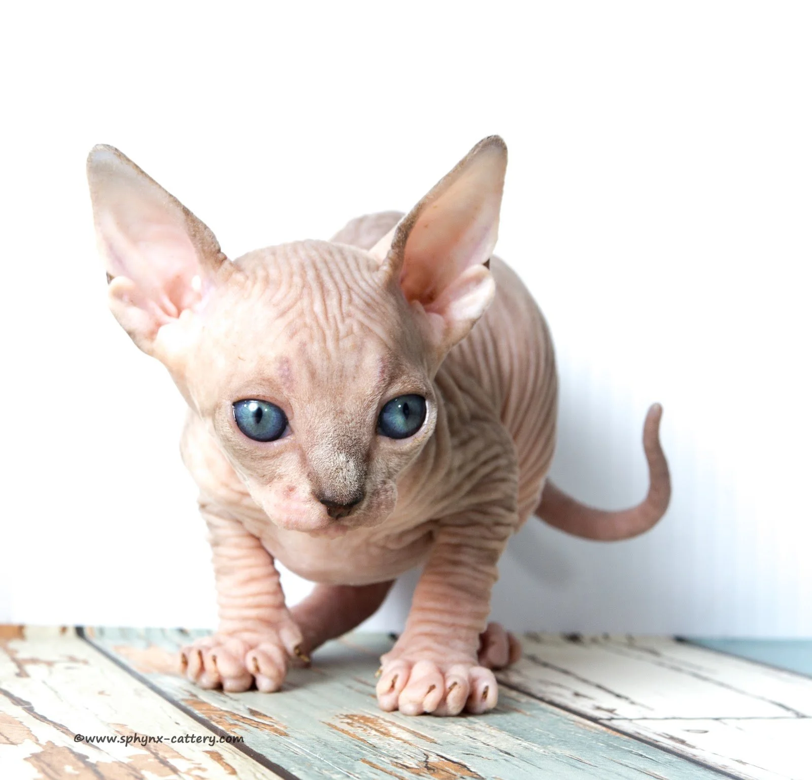 ChocoMinkTabby13.jpg
