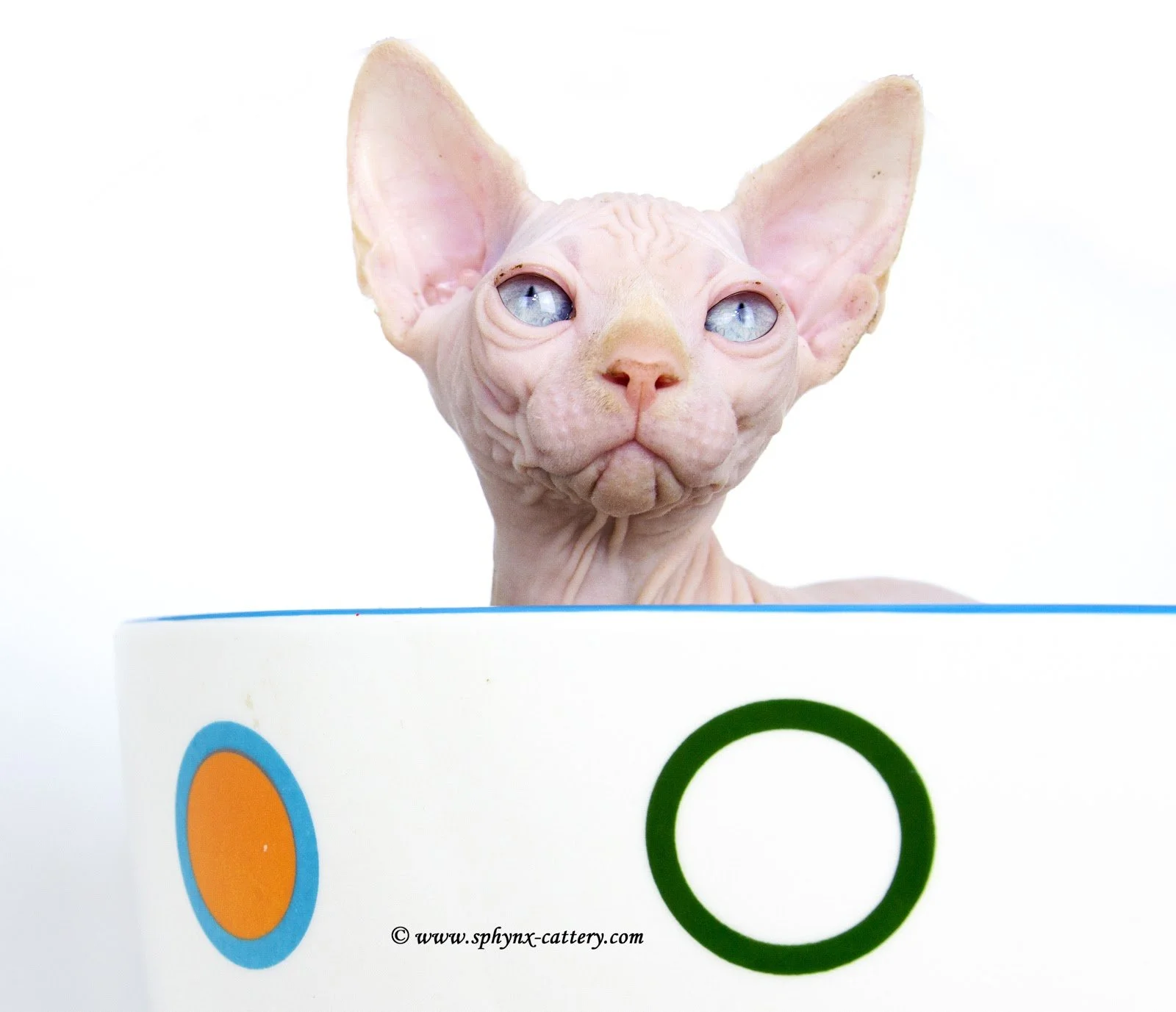 A Sphynx hairless cat with large ears and blue eyes poking above a white box with colored circles on it.