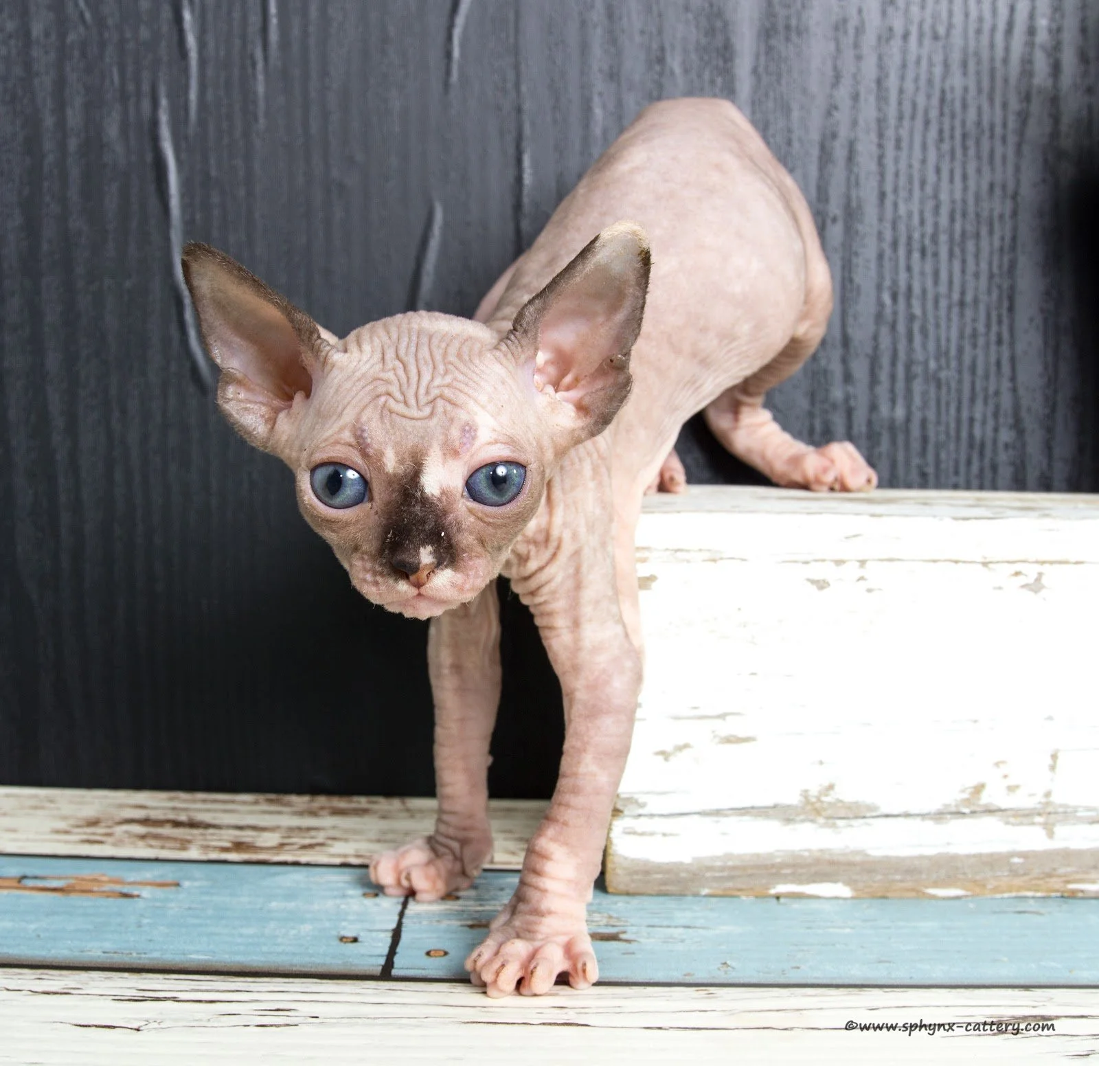 **SOLD**Chocolate Mink Tortie and White Female