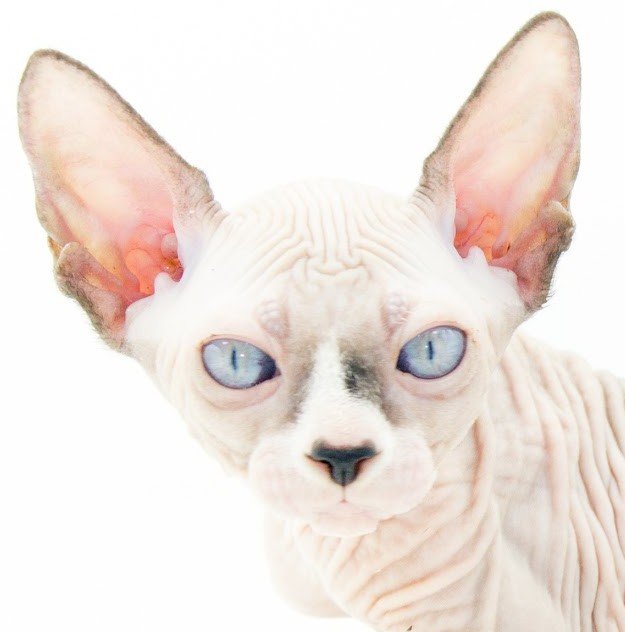 Close-up of a hairless Sphynx cat with large ears and blue eyes against a white background.