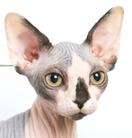 Close-up of a hairless Sphynx cat with large ears and yellow eyes.