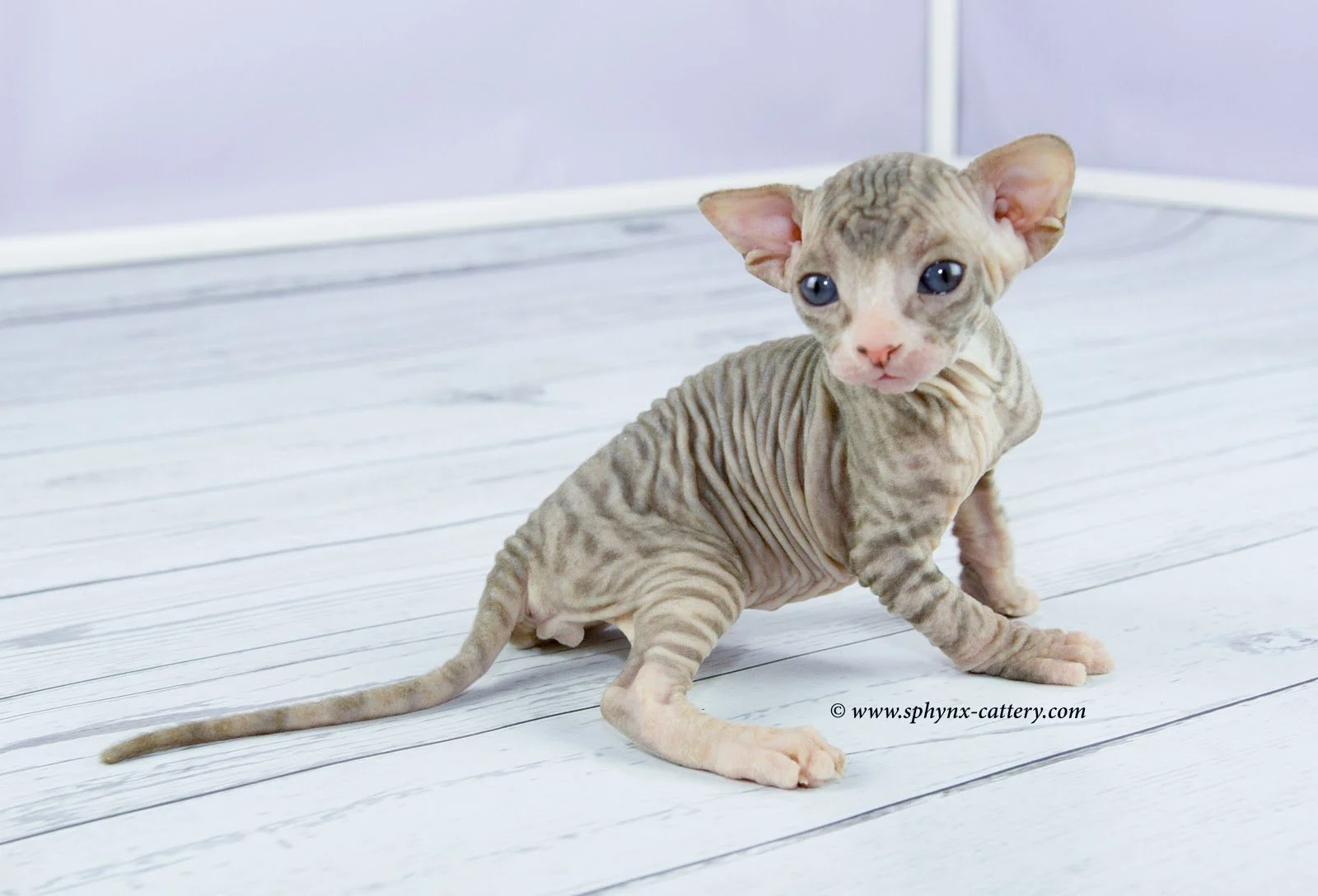 A hairless kitten with wrinkled skin and blue eyes sitting on white wooden floor.