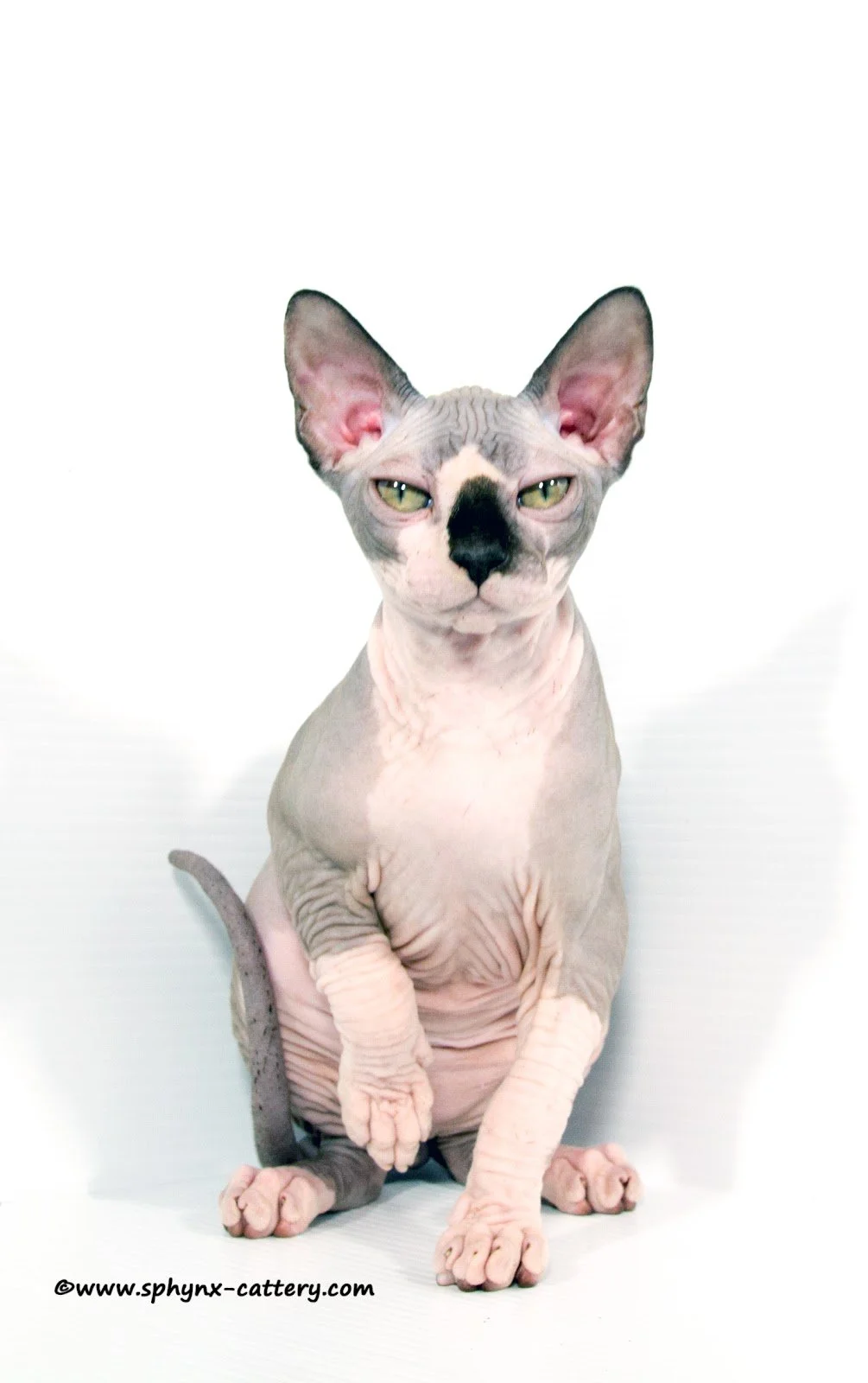 **SALE PENDING**Chocolate Mink and White Male