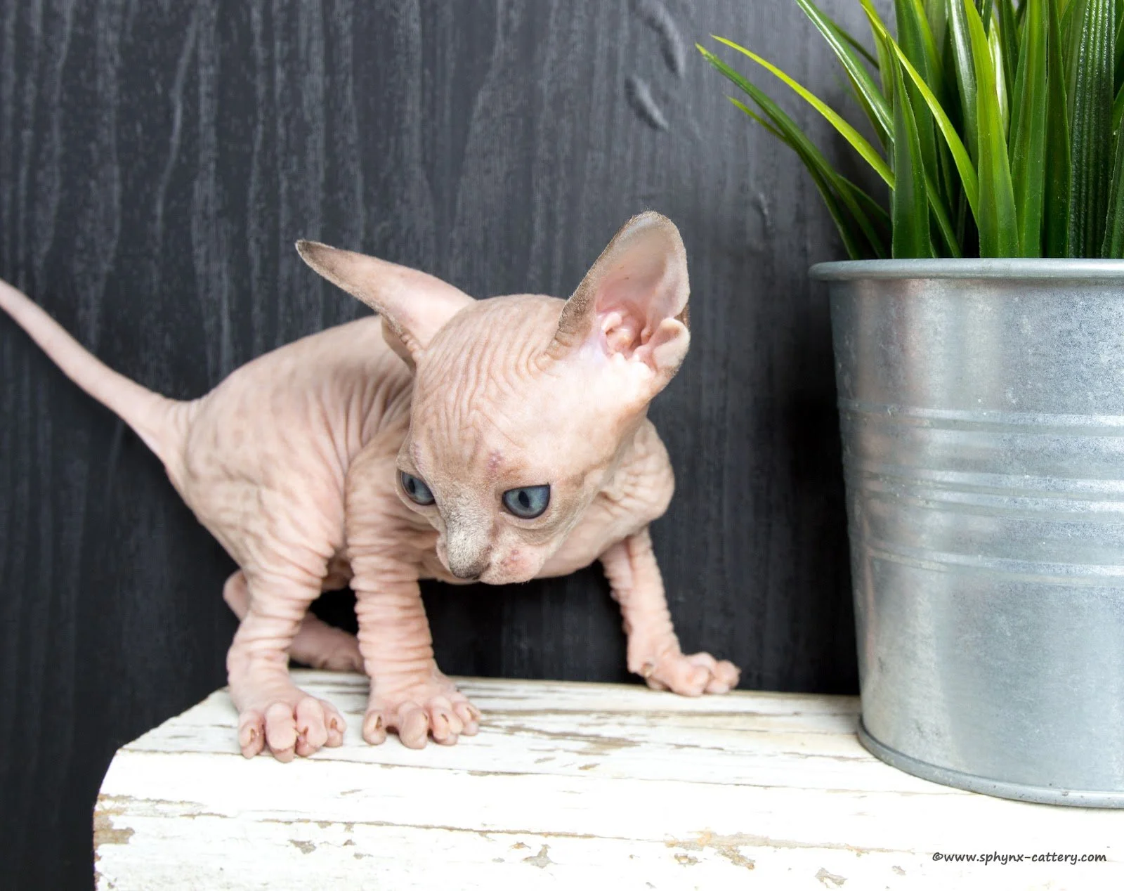 ChocoMinkTabby6.jpg