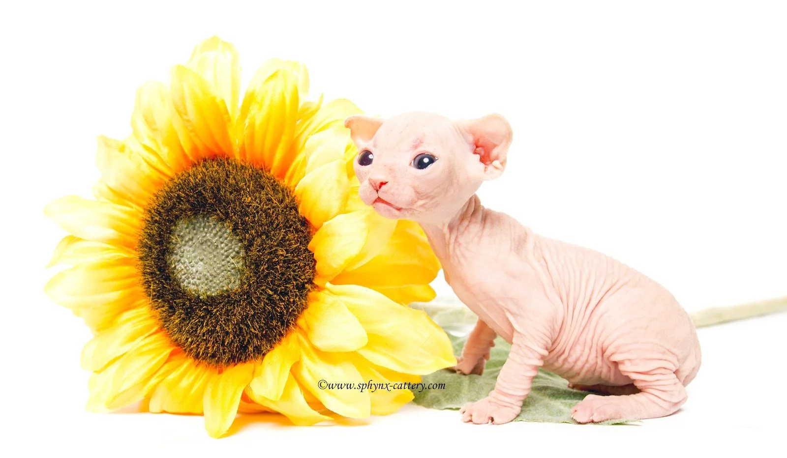 A hairless sphynx kitten sitting next to a large yellow sunflower on a white background.