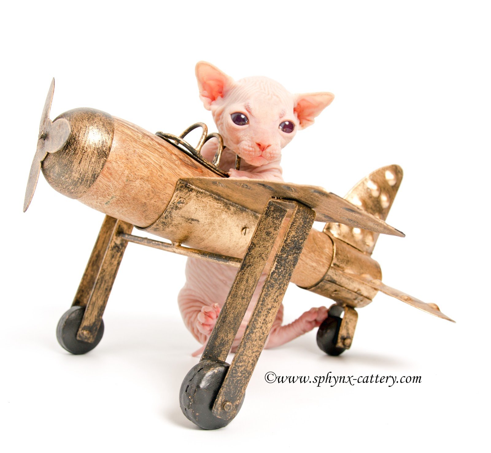A hairless kitten sitting in a vintage wooden toy airplane against a white background.