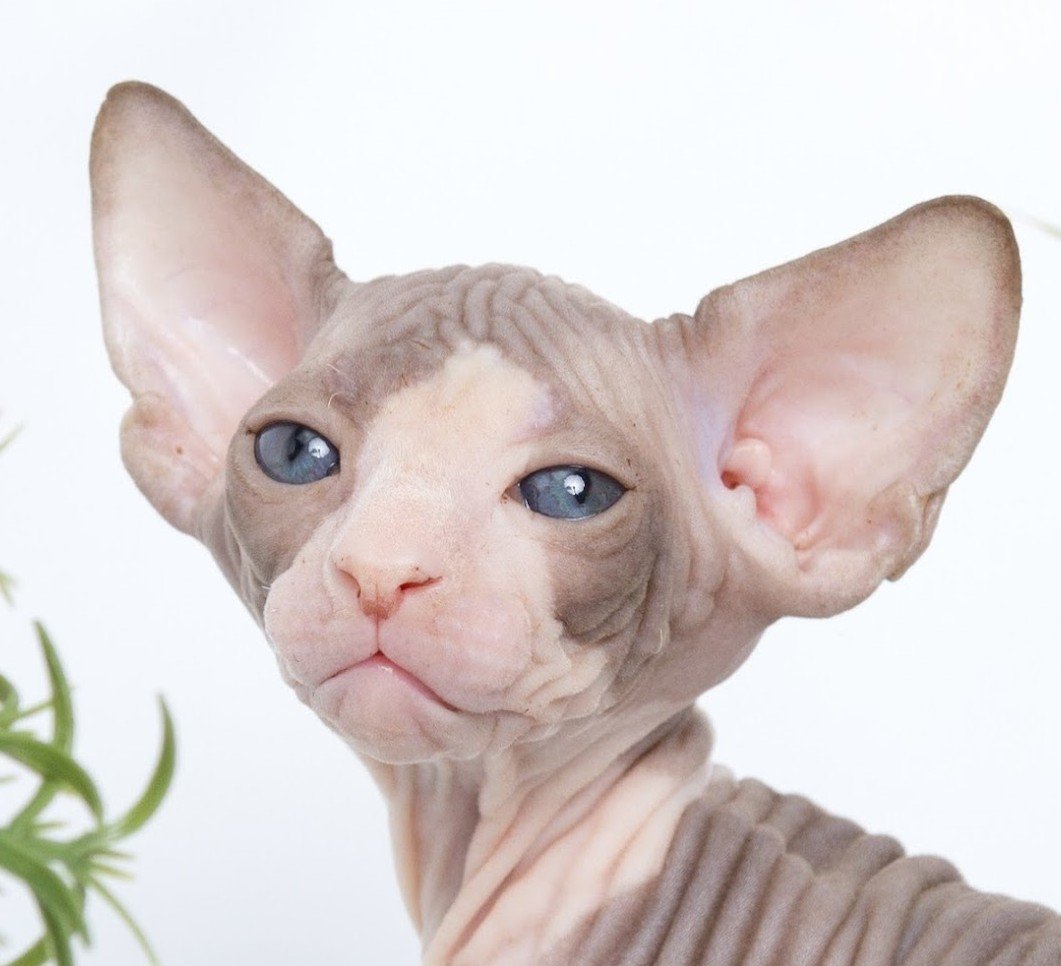 Close-up of a Sphynx cat with wrinkled skin, large ears, and blue eyes against a white background.
