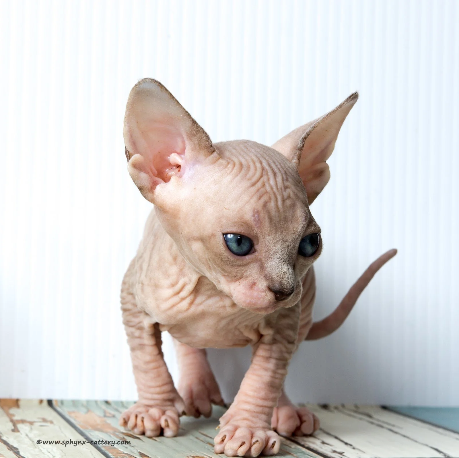 ChocoMinkTabby14.jpg