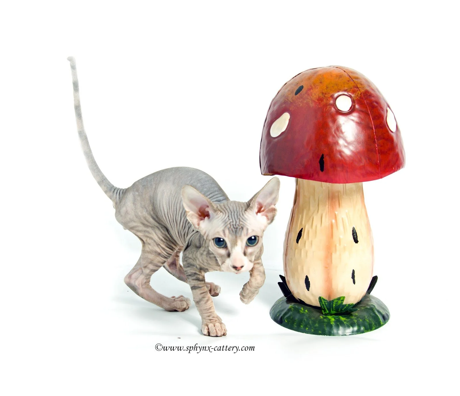 A Sphynx cat with a hairless gray body and blue eyes crouching next to a large decorative mushroom sculpture on a white background.