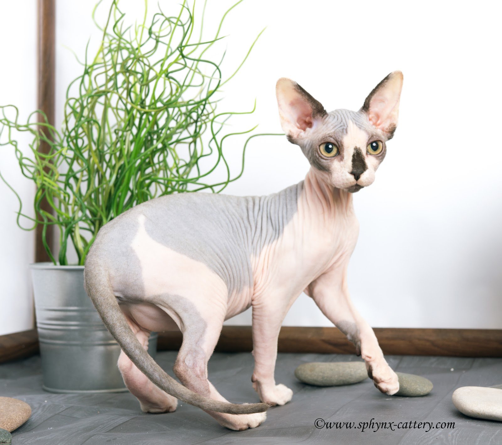 A Sphynx cat with light pink skin and large ears walking on a stone surface in front of a potted plant with curly green leaves.