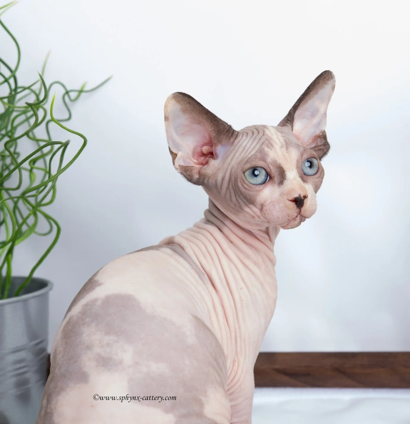 Sphynx cat with blue eyes and wrinkled skin looking over shoulder, with a green plant in the background and white wall.