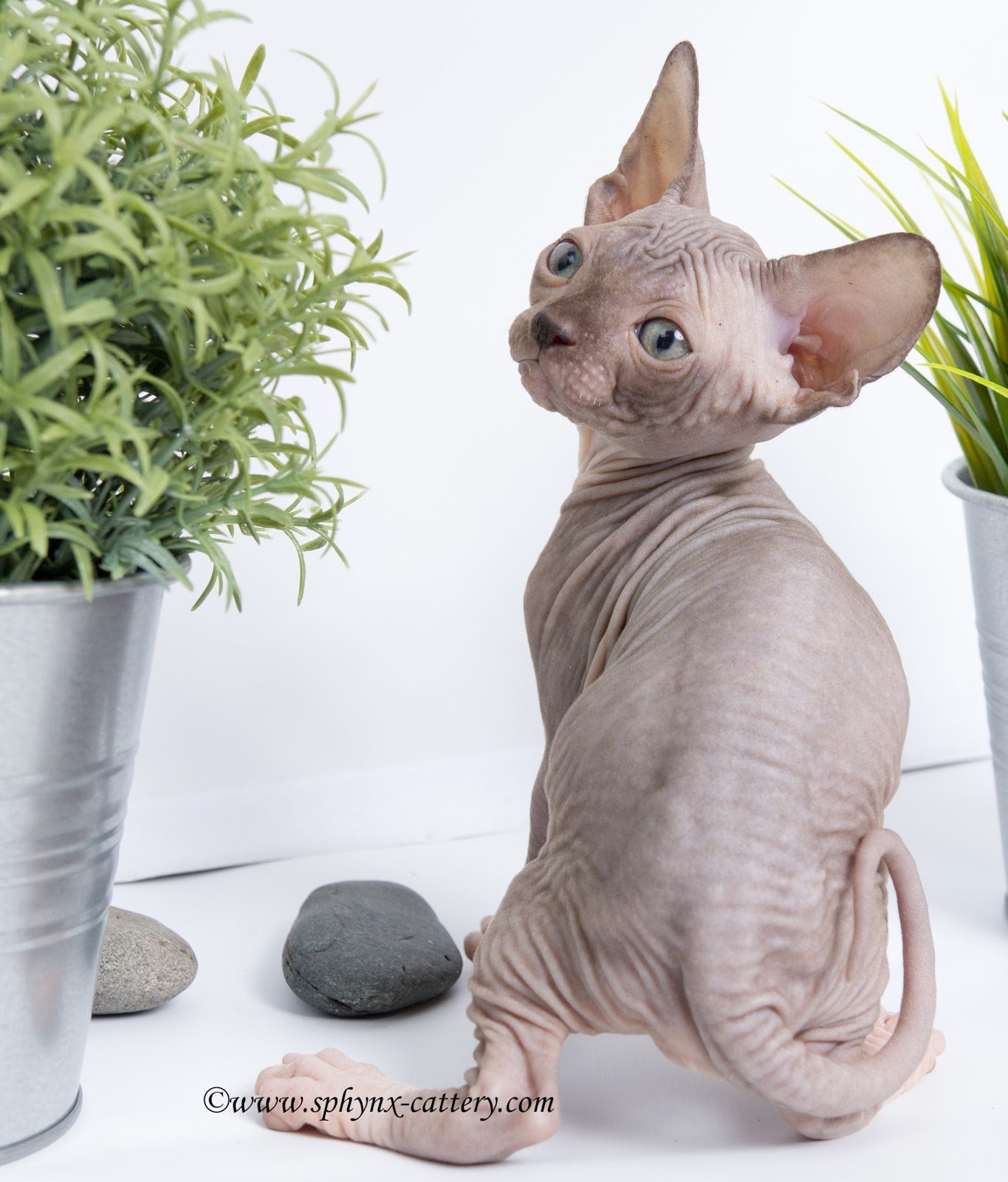A hairless Sphynx cat with blue eyes sitting between two potted plants, with rocks on a white surface.